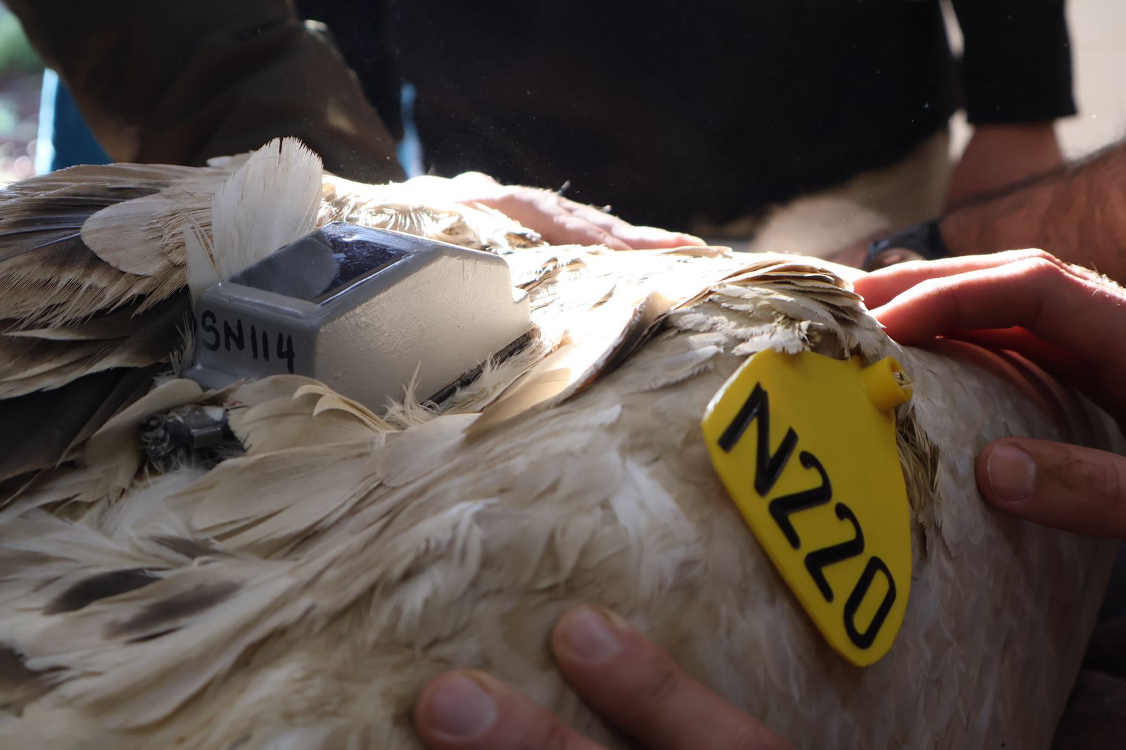 GPS backpack tracking unit (SN114) and wing tag NZZO being fitted to a Vulture during a release procedure.