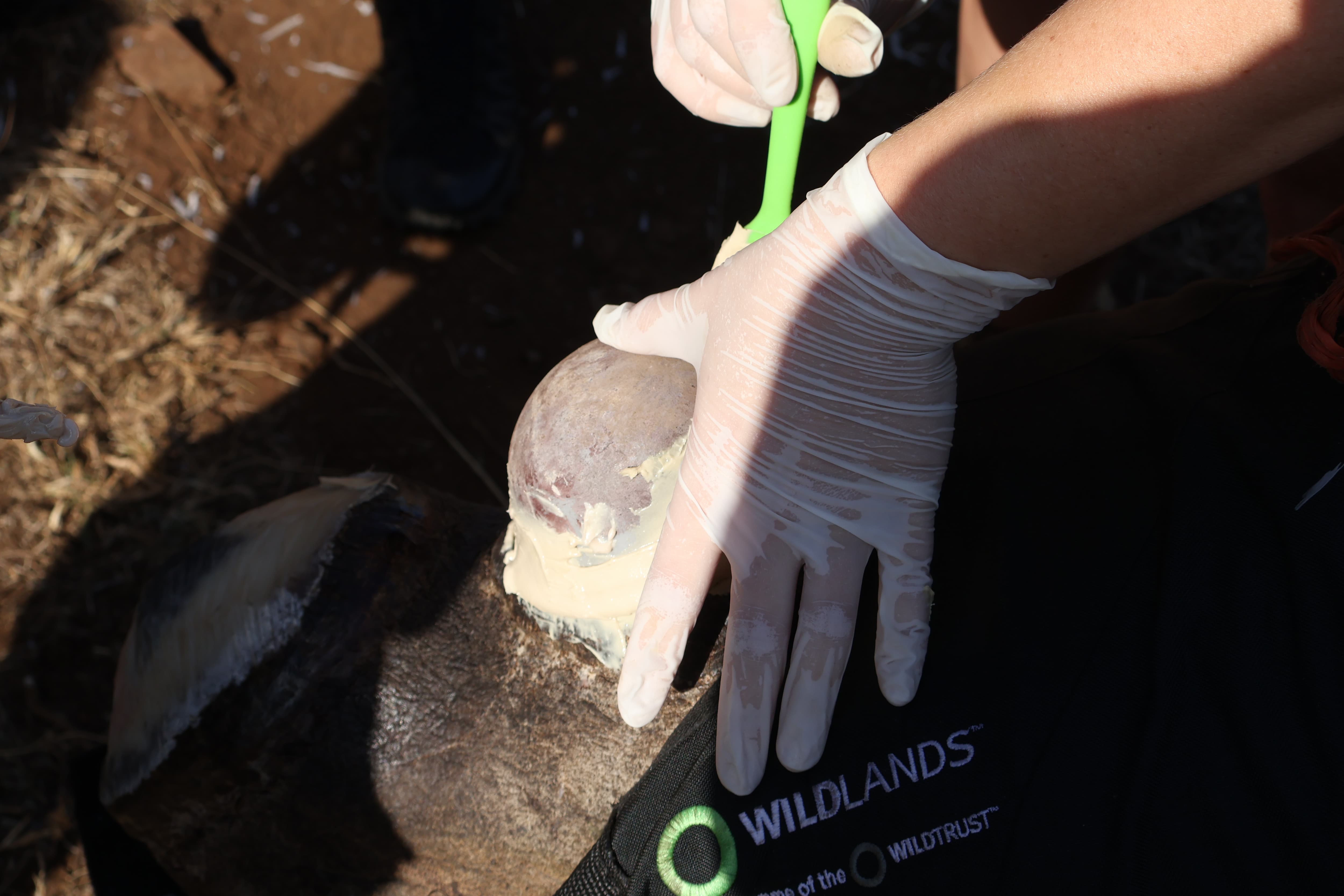 A LoRa tracking pod being set into the horn of a Rhino using adhesive during a fitting procedure.
