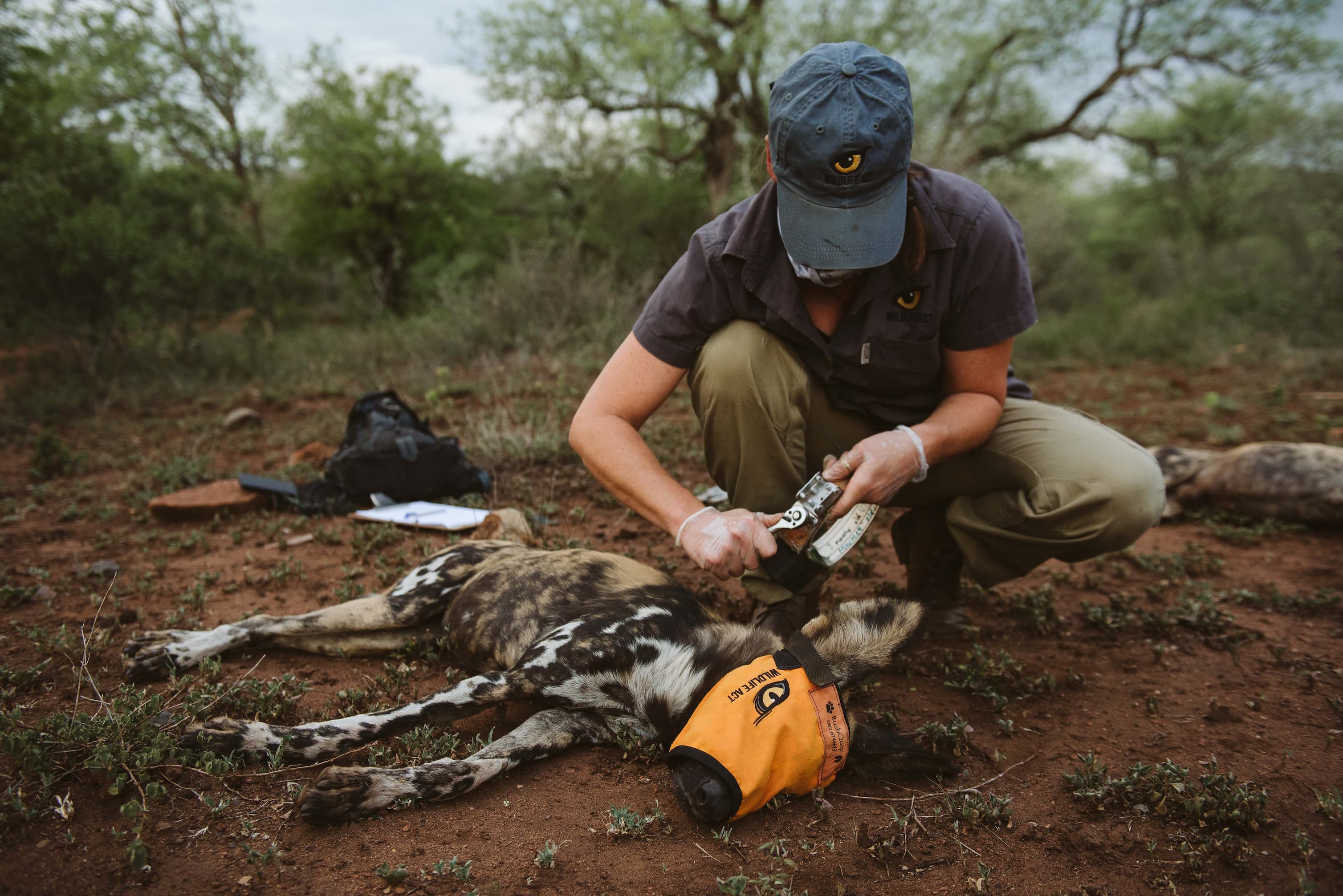 Pippa Orpen fitting a VHF anti-snare collar to a sedated African Wild Dog in Somkhanda.