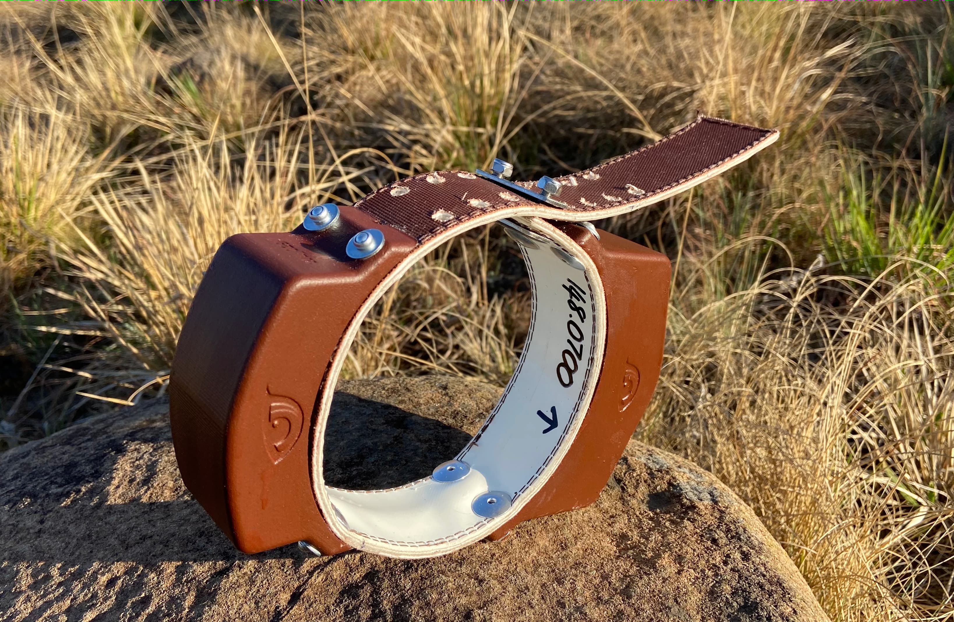 A satellite GPS collar with external antenna, labelled 148.0700, ready for fitting.