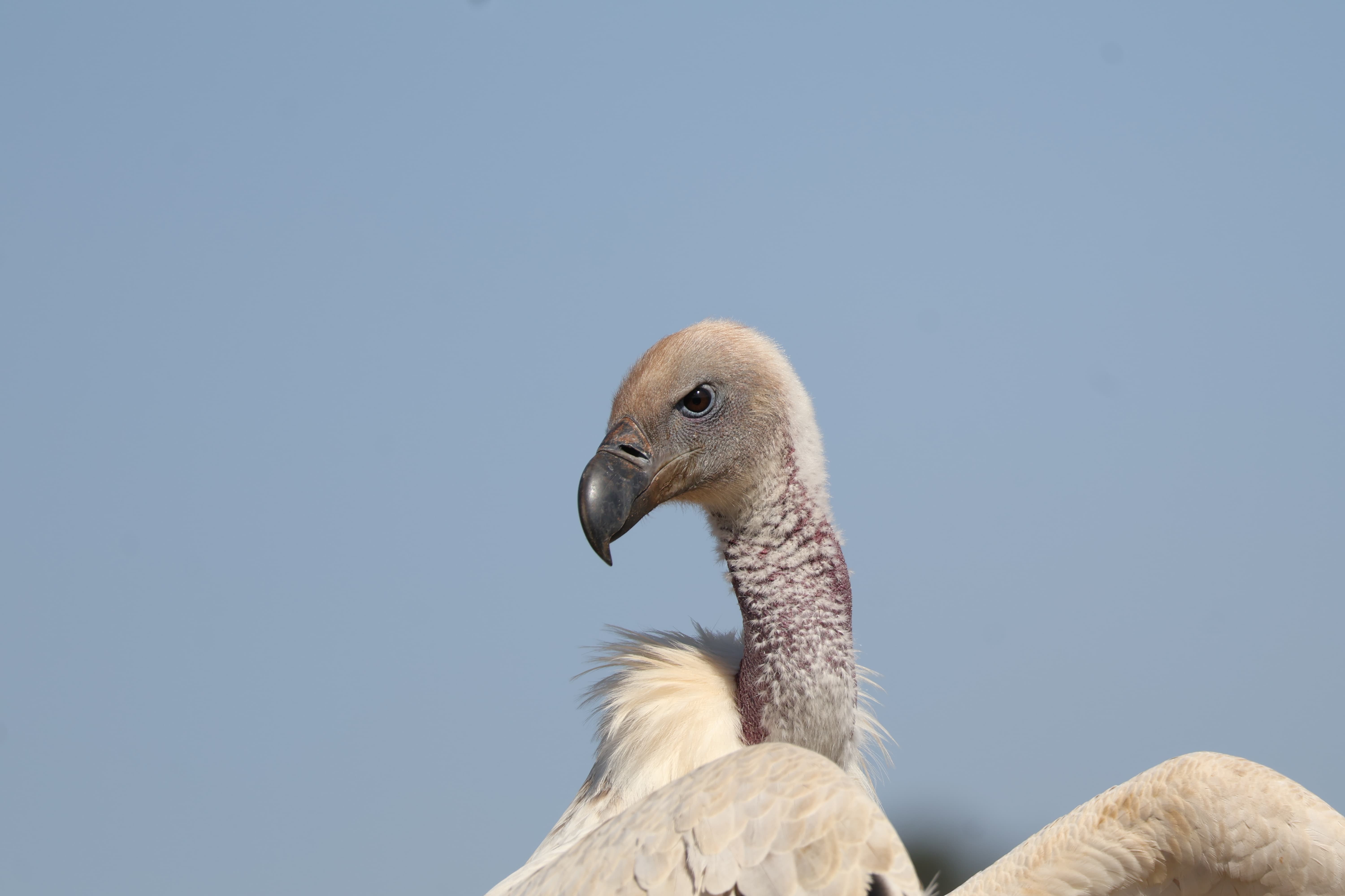 Close-up of a Cape Vulture