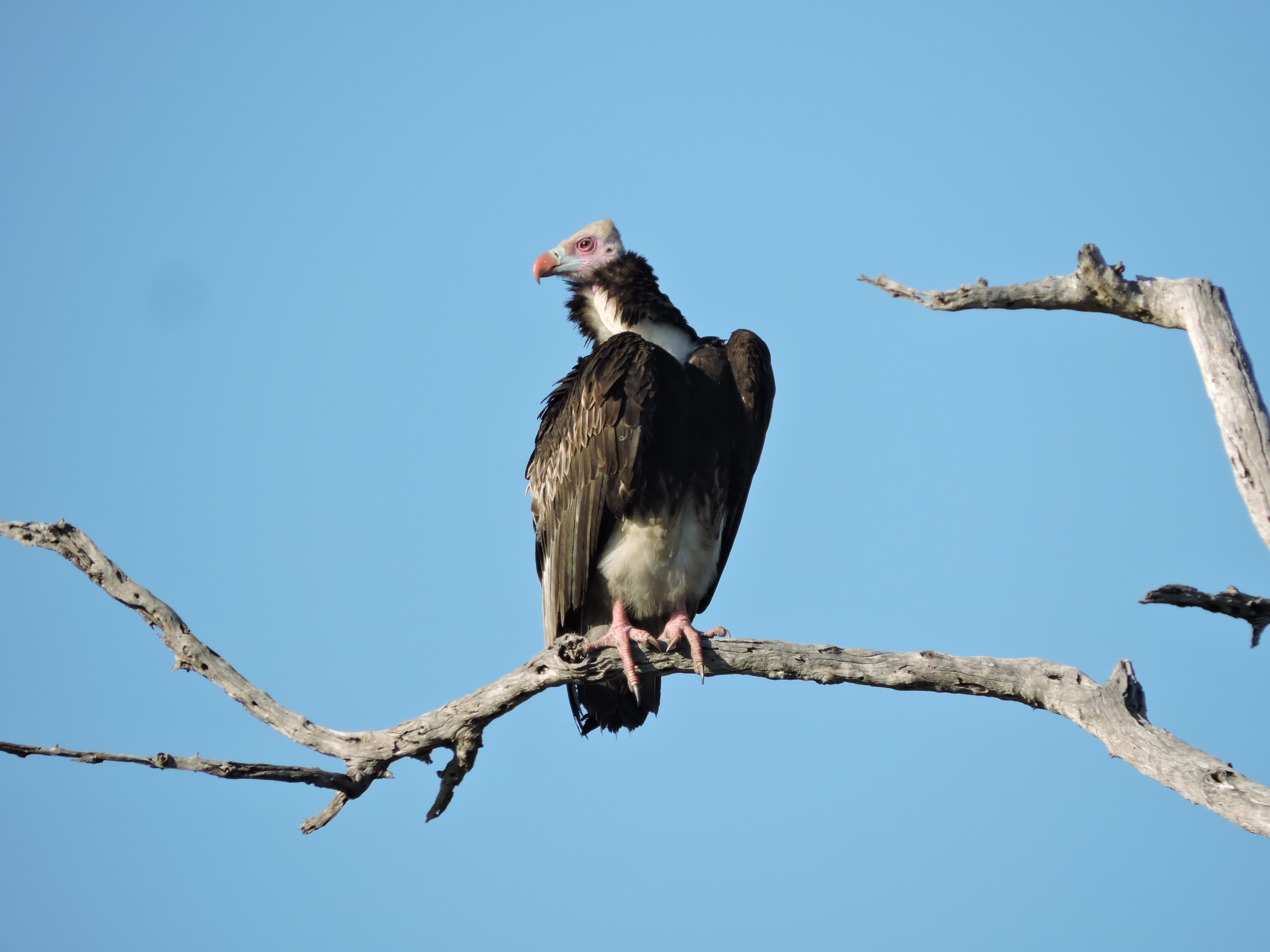 A White-headed Vulture perched on a branch, showing its pale head and dark wings.