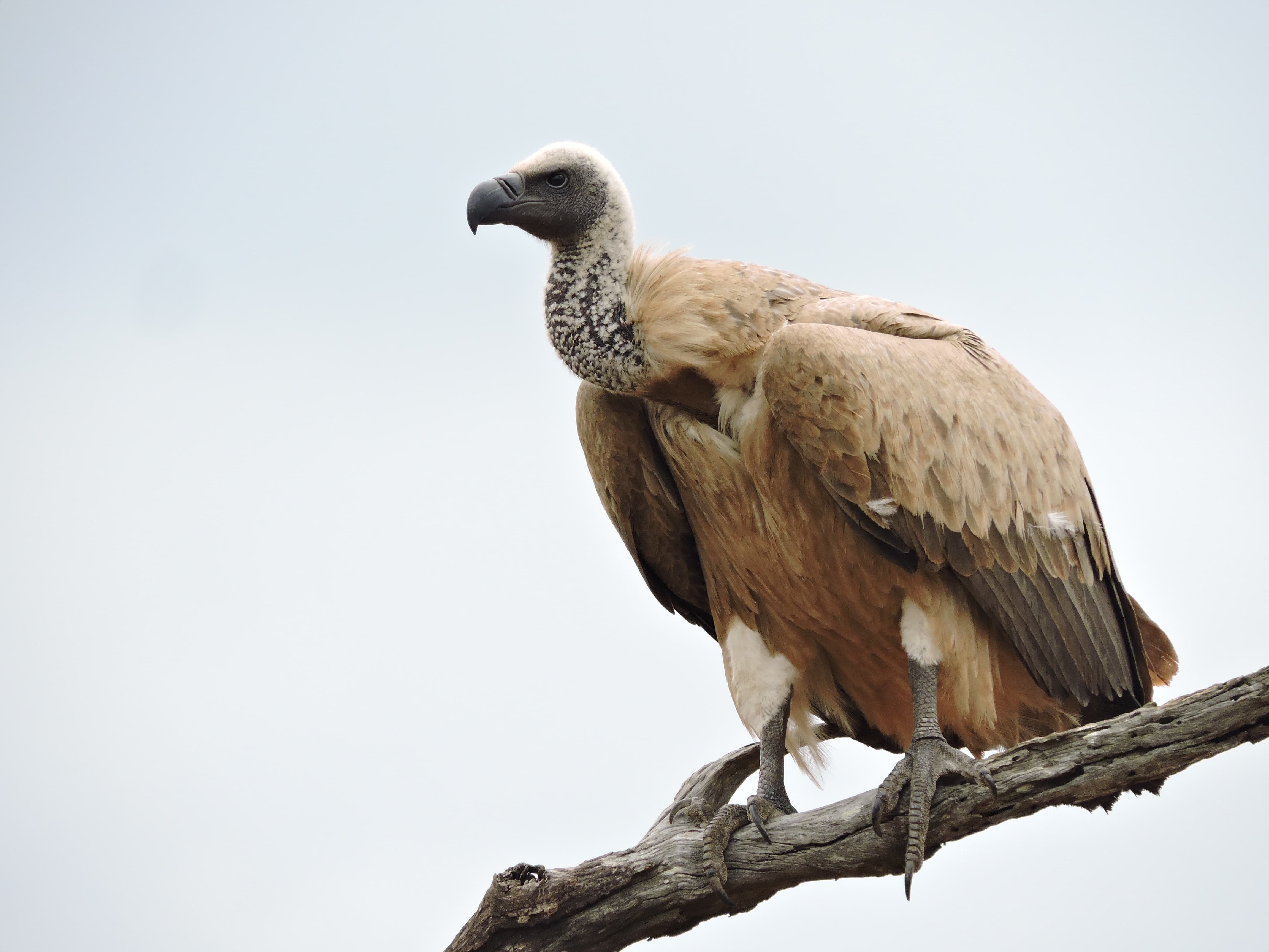An African White-backed Vulture perched on a dead branch, showing its pale bald head and brown plumage.