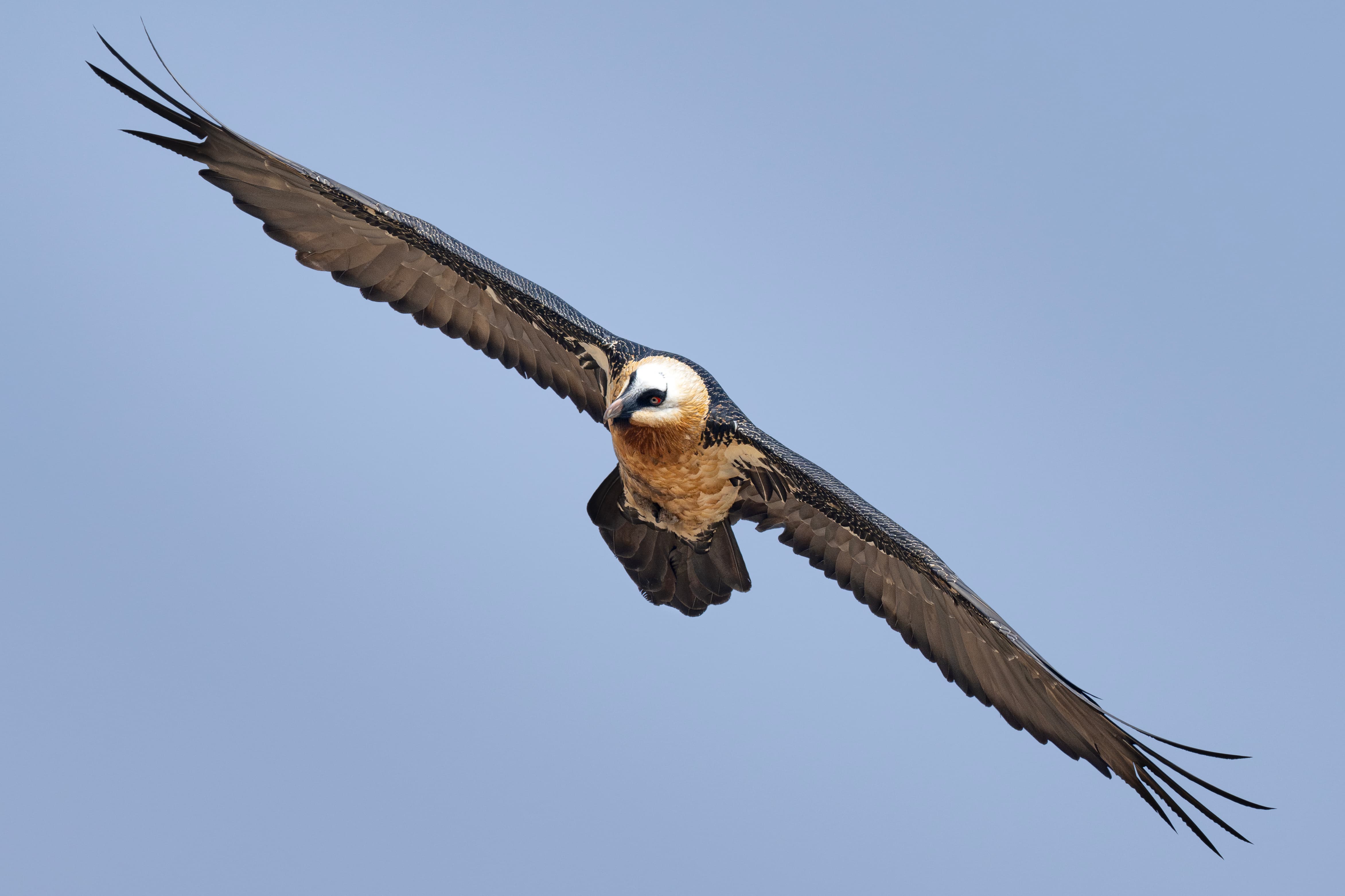 A Bearded Vulture in flight against a blue sky, showing its diamond-shaped tail and orange-tinted plumage.