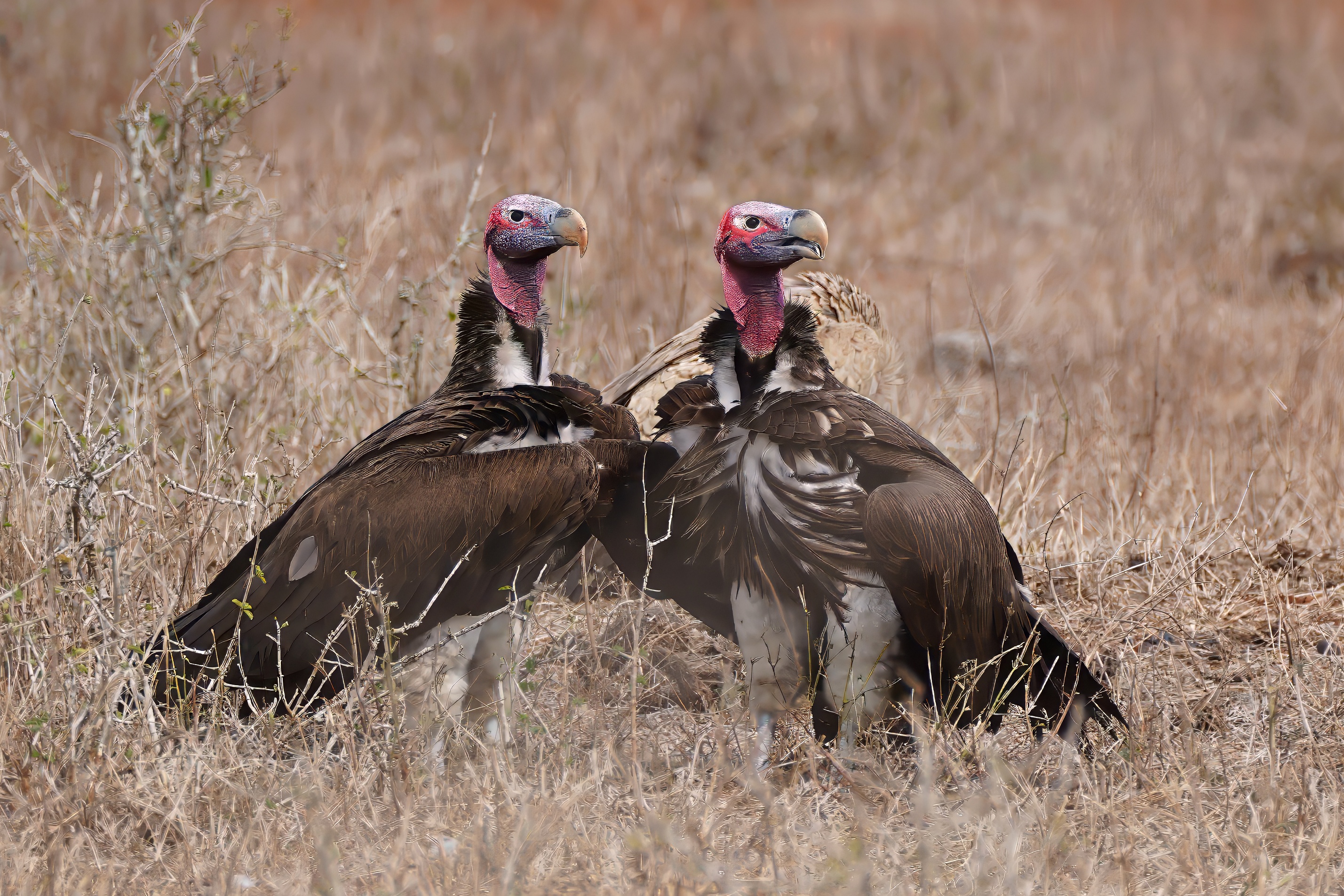 Two Lappet-faced Vultures standing together in dry grassland, showing their reddish-pink heads and dark plumage.