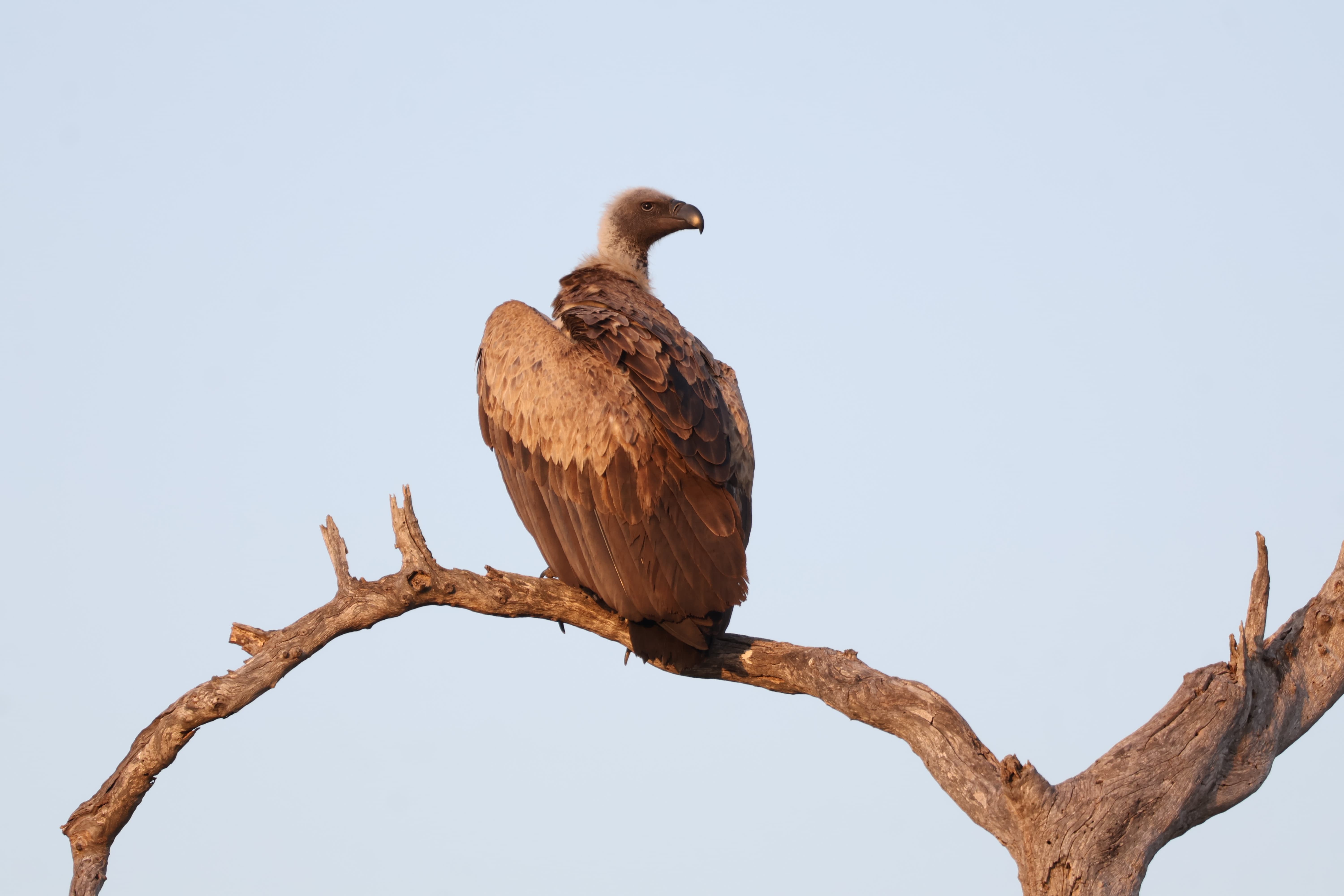 An African White-backed Vulture perched on a branch at sunset, one of South Africa's six Vulture species.