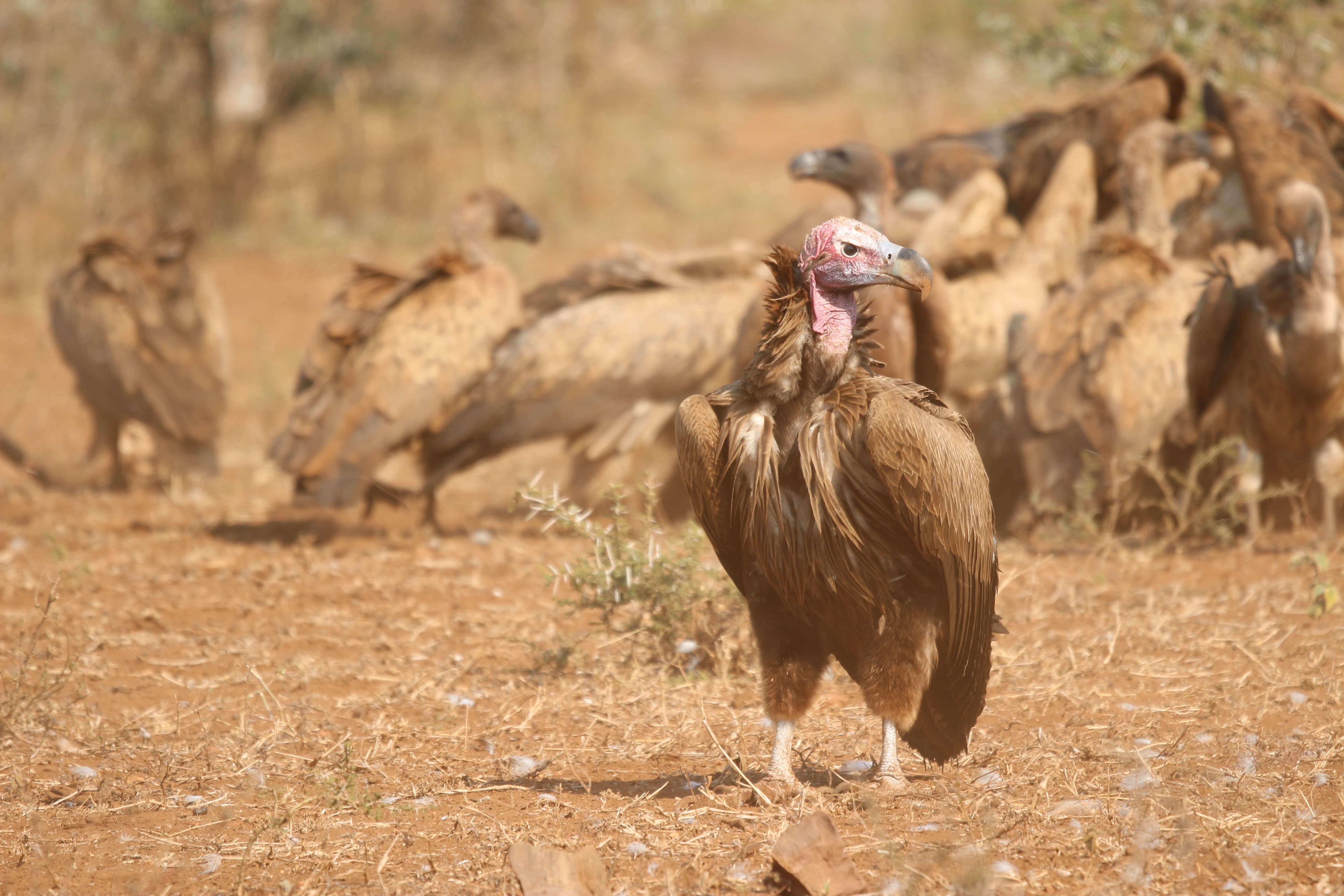 A Lappet-faced Vulture perched with African White-backed Vultures in the background.