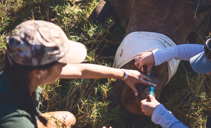 A Rhino dehorning operation during a Wildlife ACT Endangered Wildlife Safari