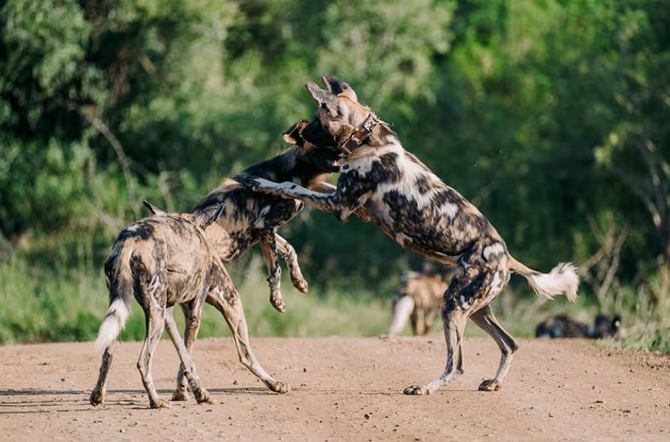 African Wild Dogs playing in the wild in Zululand