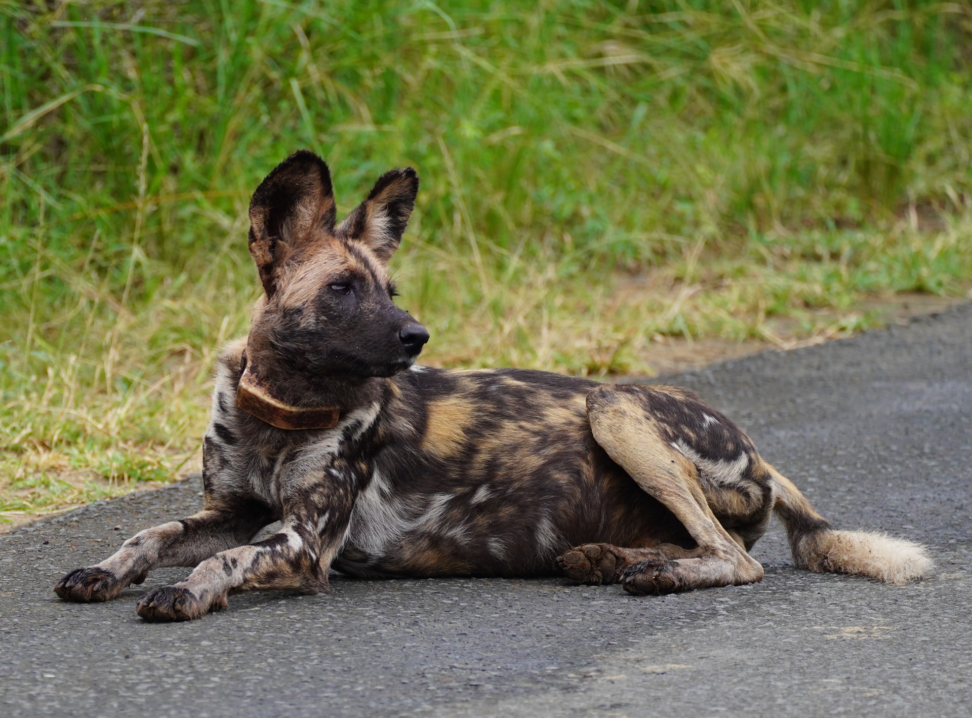 An African Wild Dog resting on a road, fitted with a tracking collar