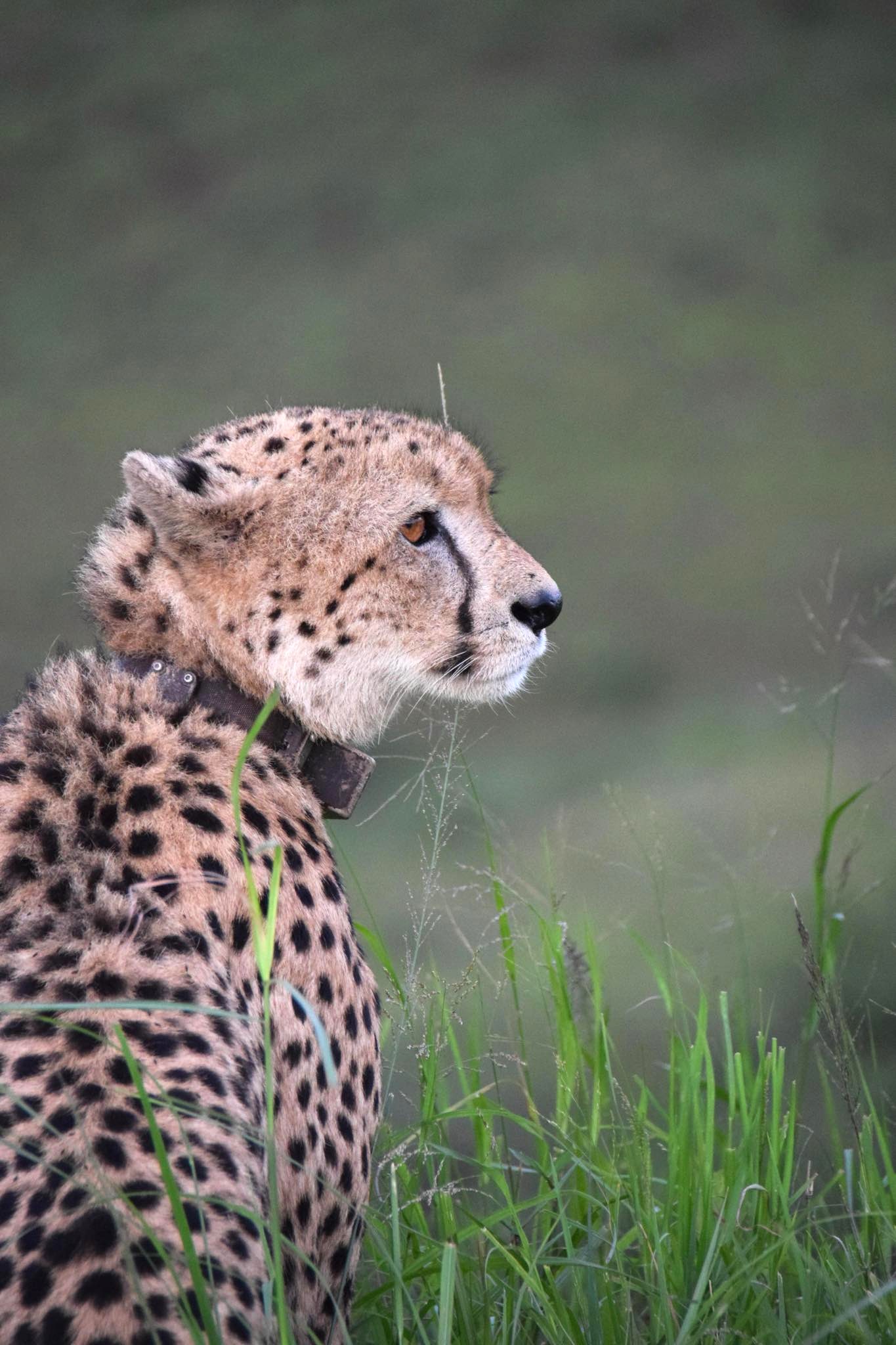 A Cheetah fitted with a LoRaWAN collar looking out across grassland