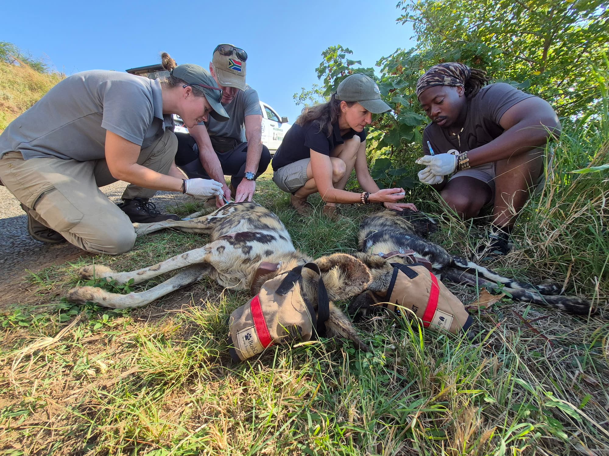 Wildlife ACT team members fitting anti-snare VHF collars to two sedated African Wild Dogs