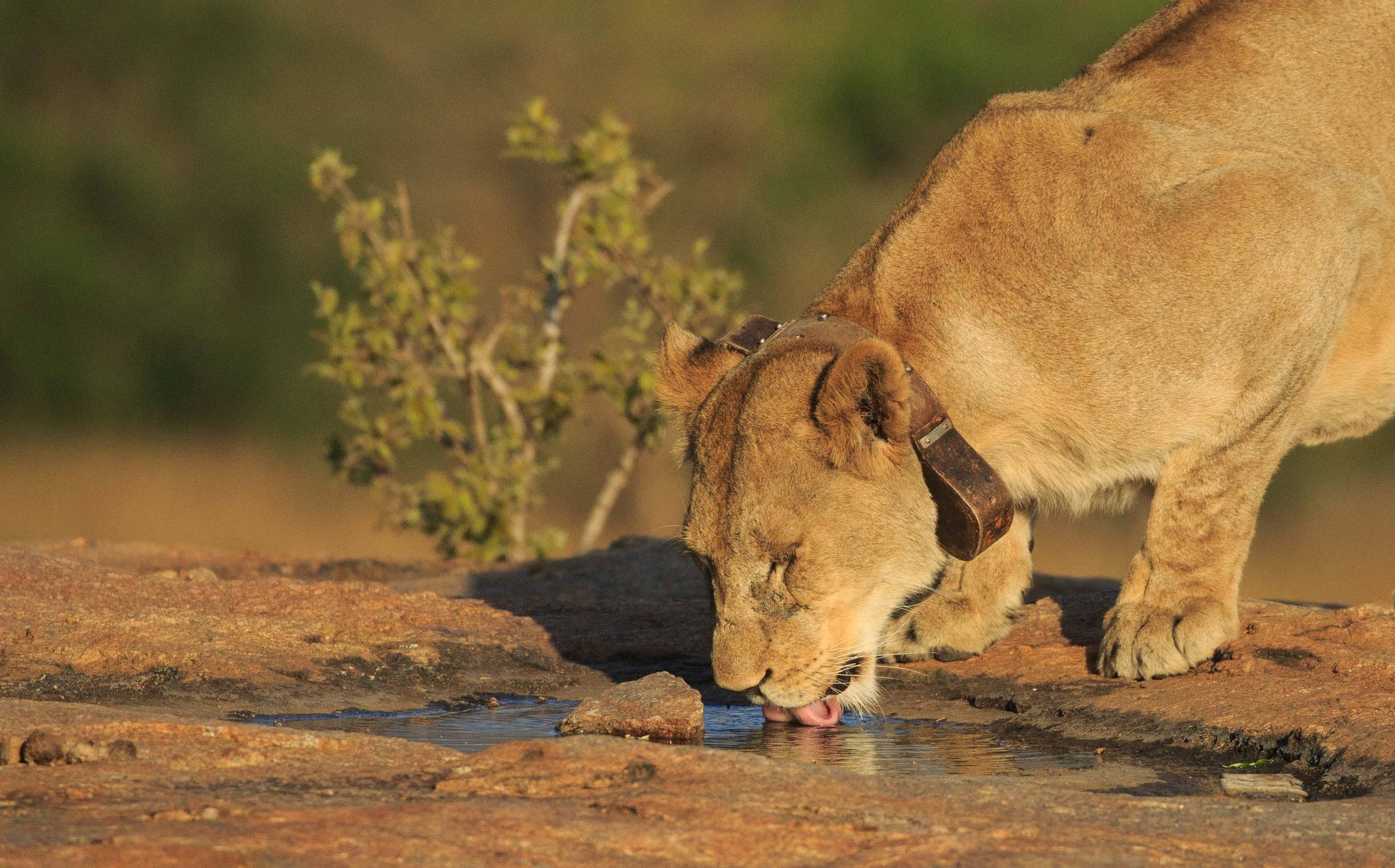 A lioness fitted with a LoRaWAN collar drinking from a rock pool
