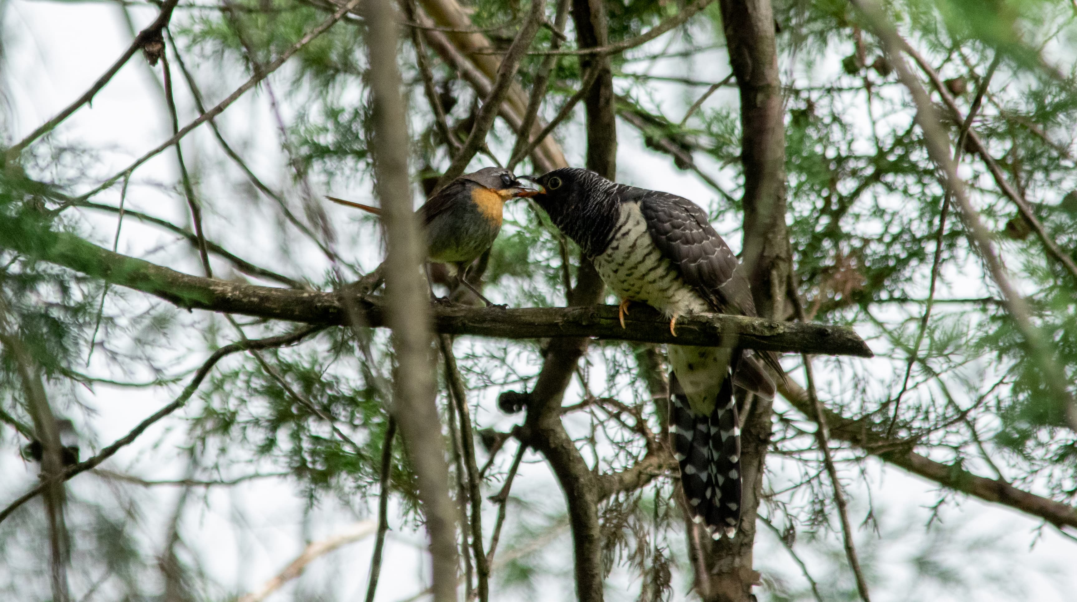 Juvenile Red-chested Cuckoo being fed by a Cape Robin-Chat, Southern Drakensberg