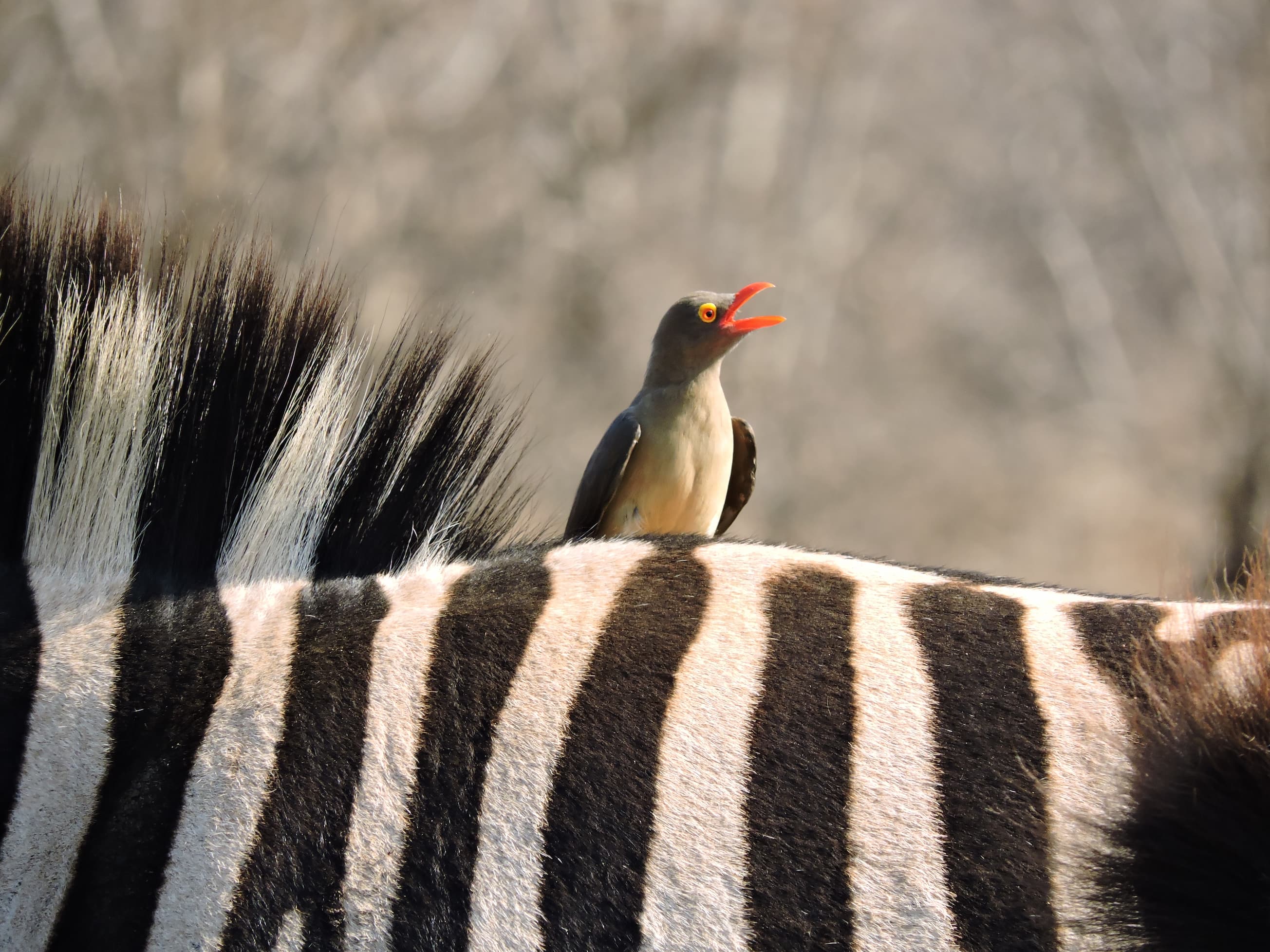 Red-billed Oxpecker perched on a Zebra