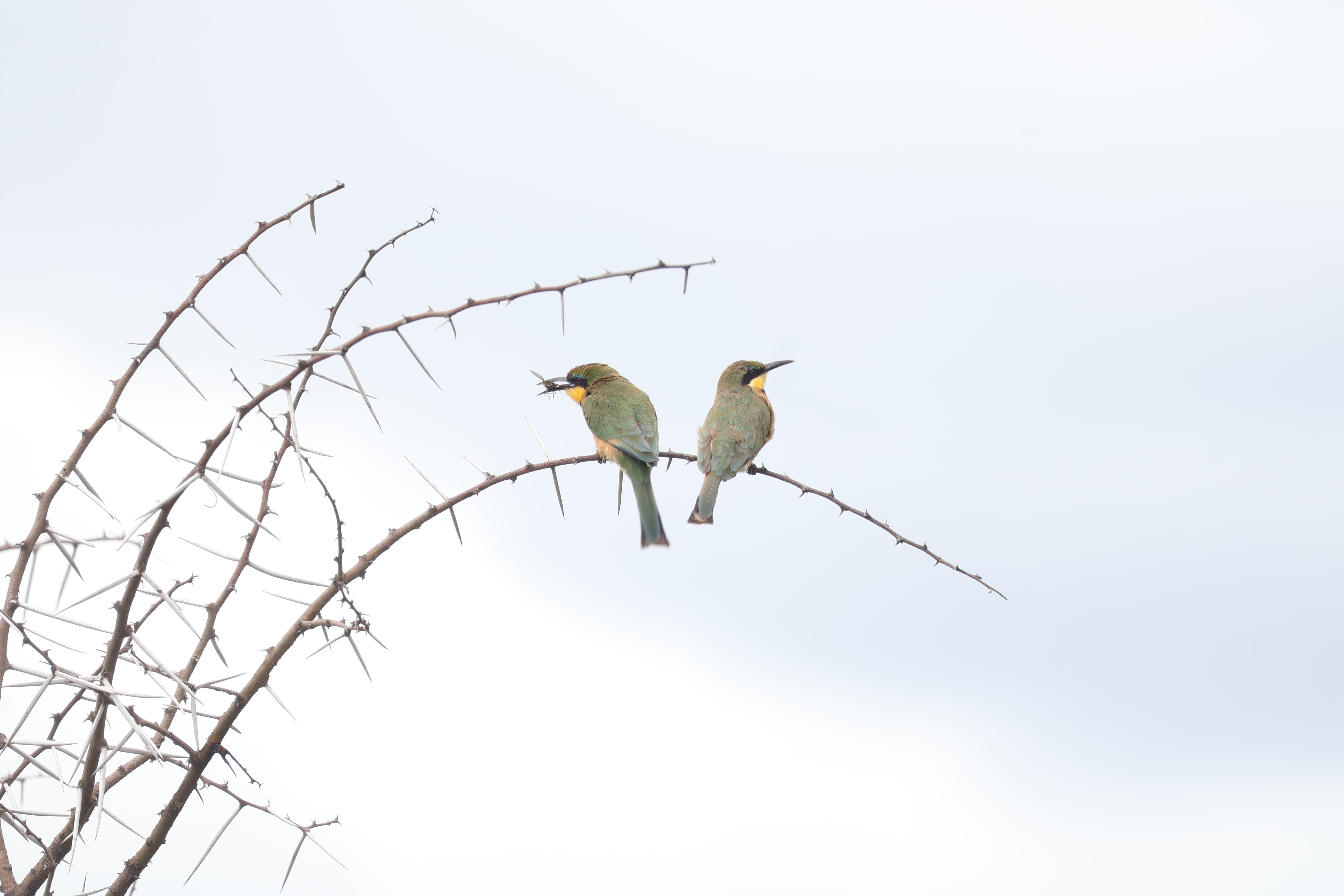 Little Bee-eater catching a flying insect