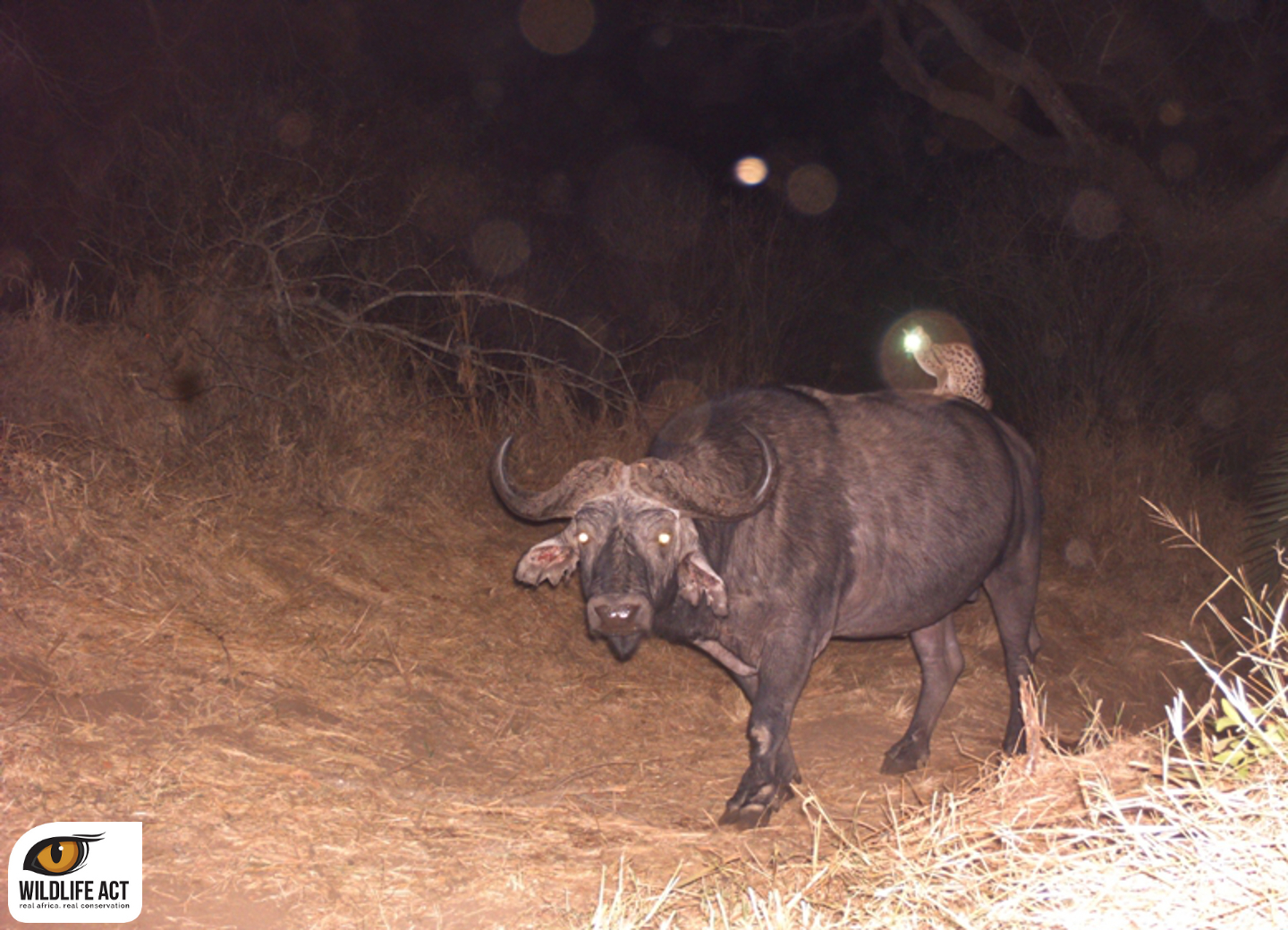 Large-spotted Genet riding on the back of a Buffalo, captured by camera trap