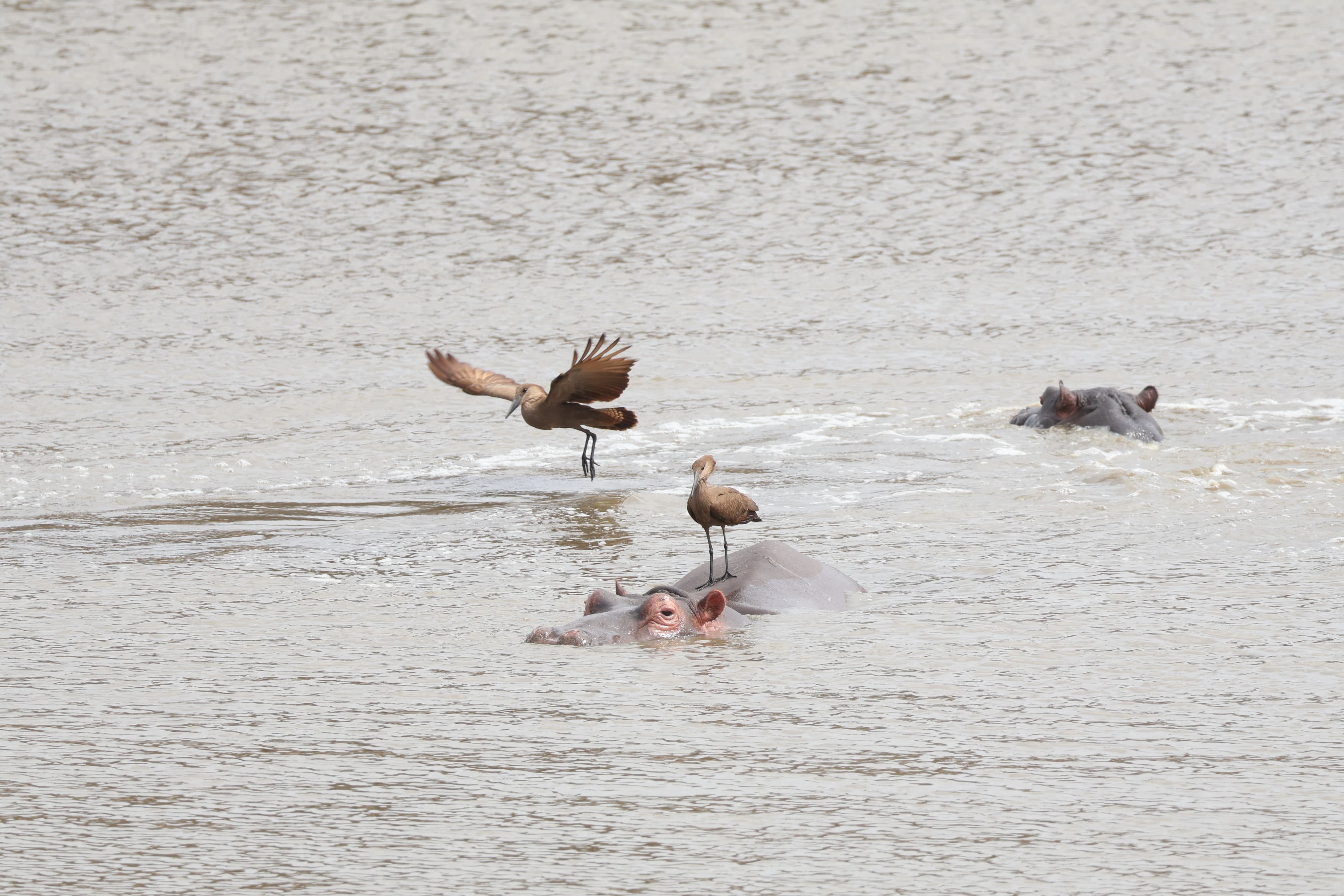 Hamerkop perched on a Hippopotamus