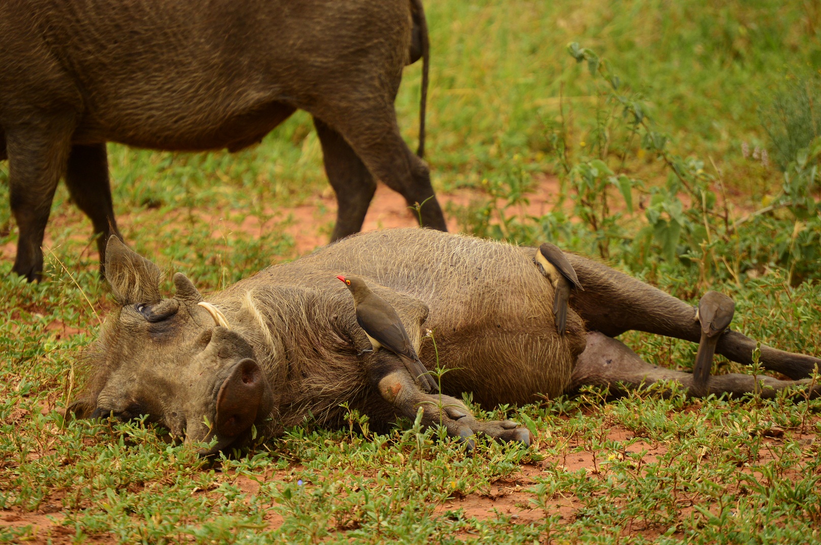 Red-billed Oxpecker perched on a Warthog