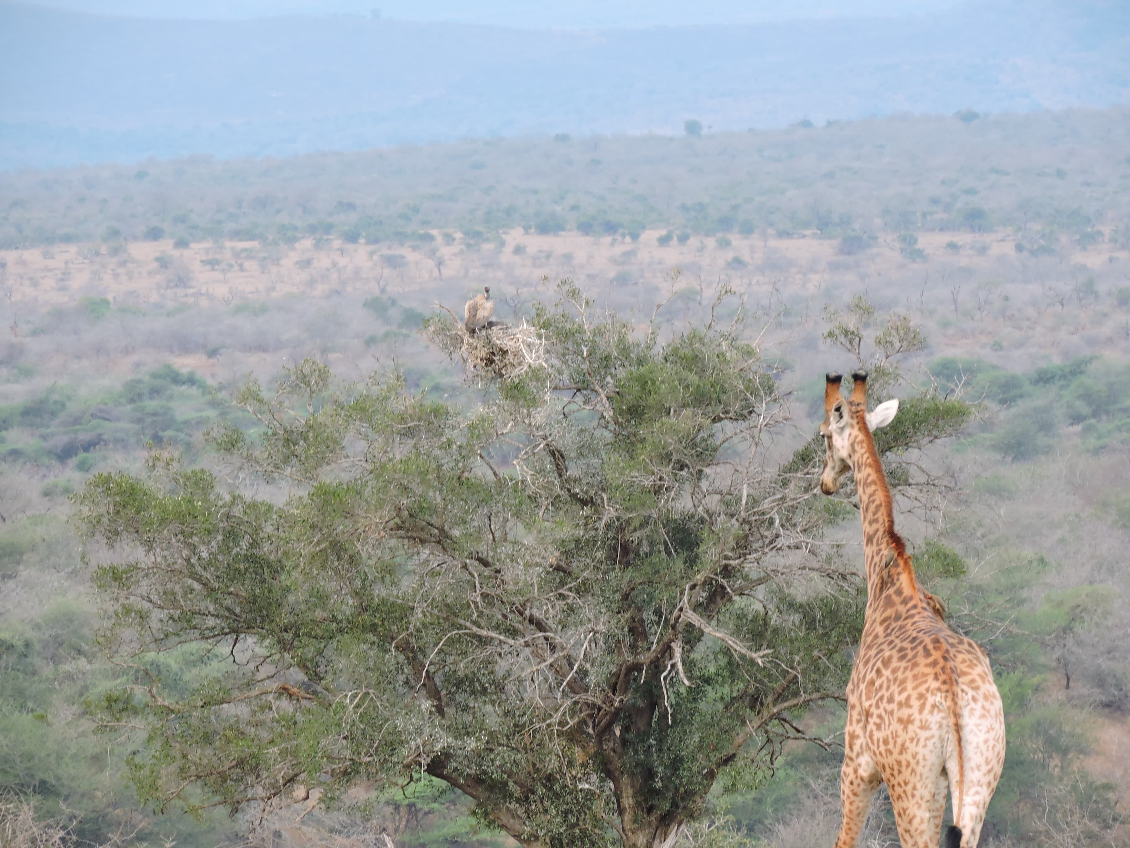 African White-backed Vulture nesting and a Giraffe browsing in the same tree