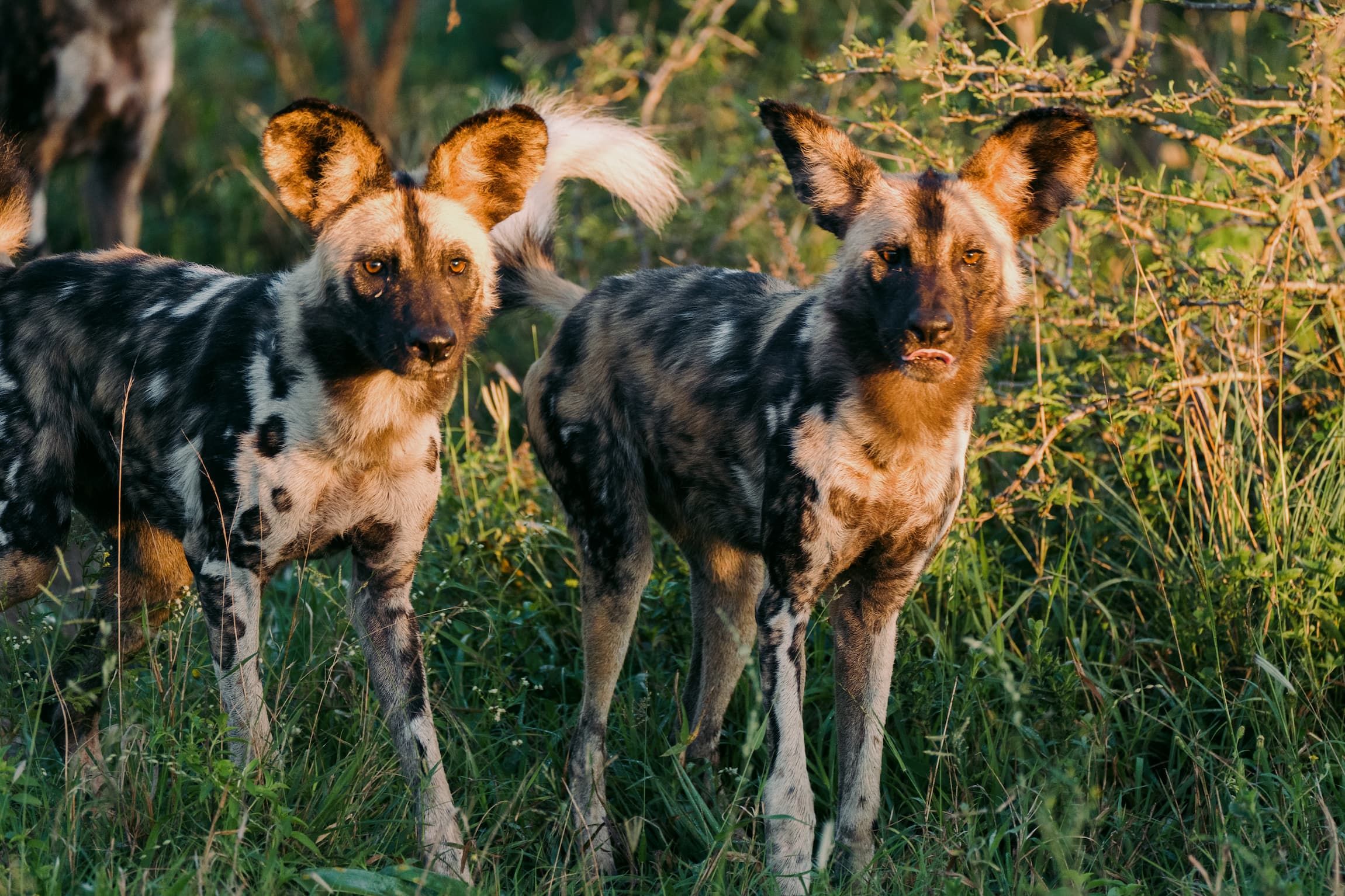 African Wild Dogs in the bush