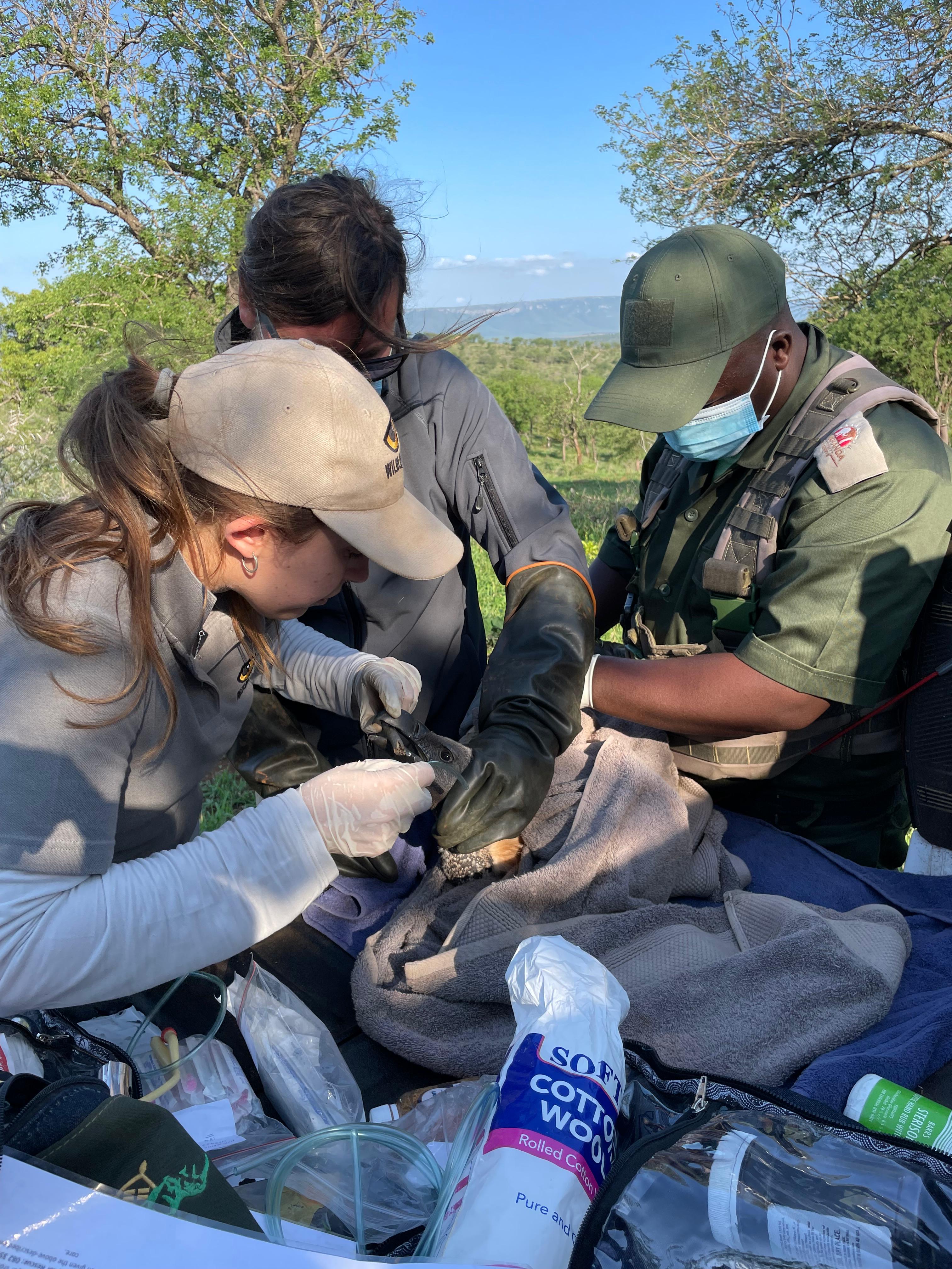 Wildlife ACT team responding to a Vulture emergency in the field.