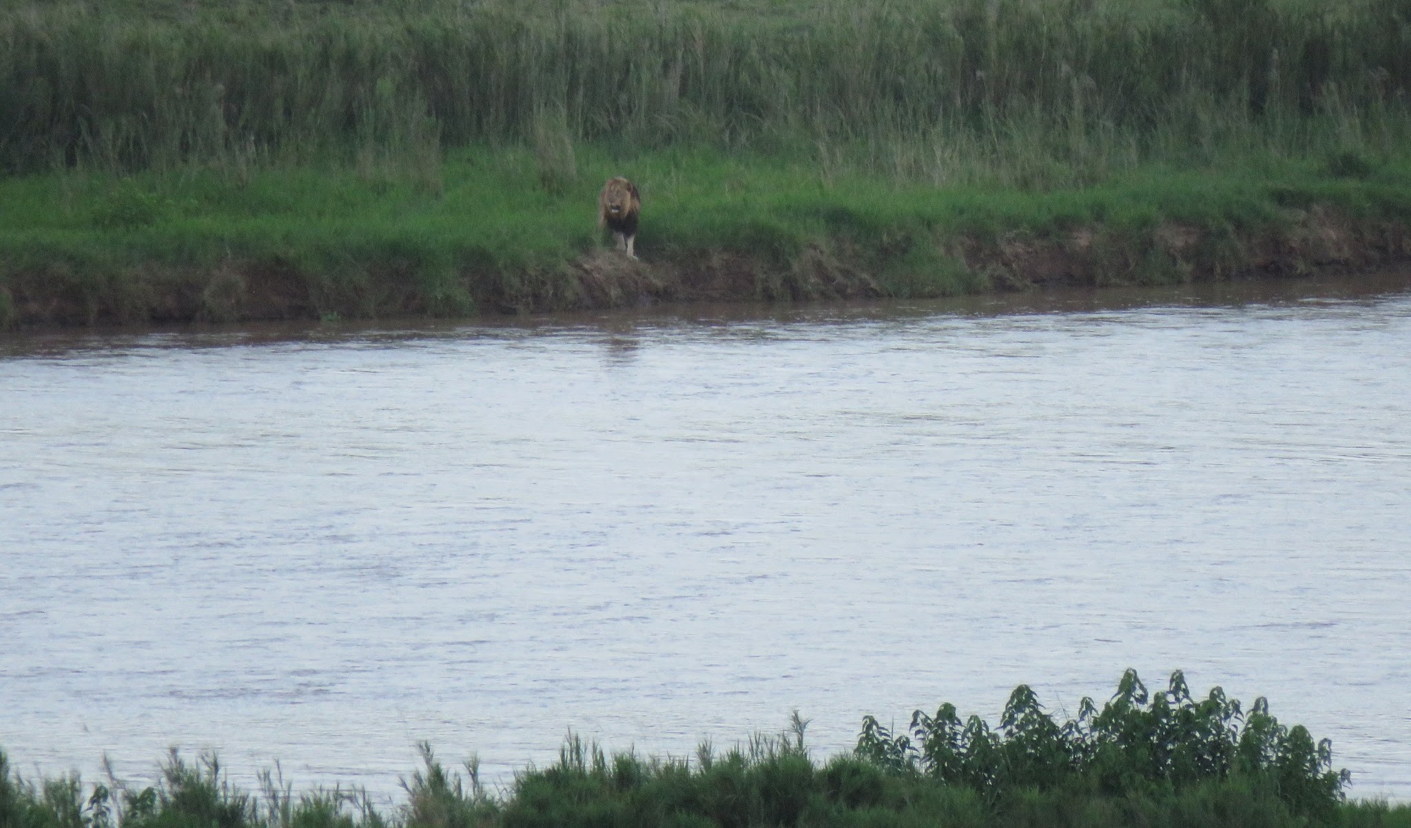 A Lion stands on the grassy bank of a wide river.