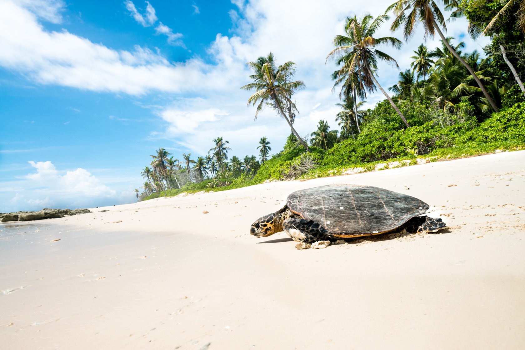 A sea turtle crawls across white sand toward the water on a beach fringed with palm trees under a blue sky