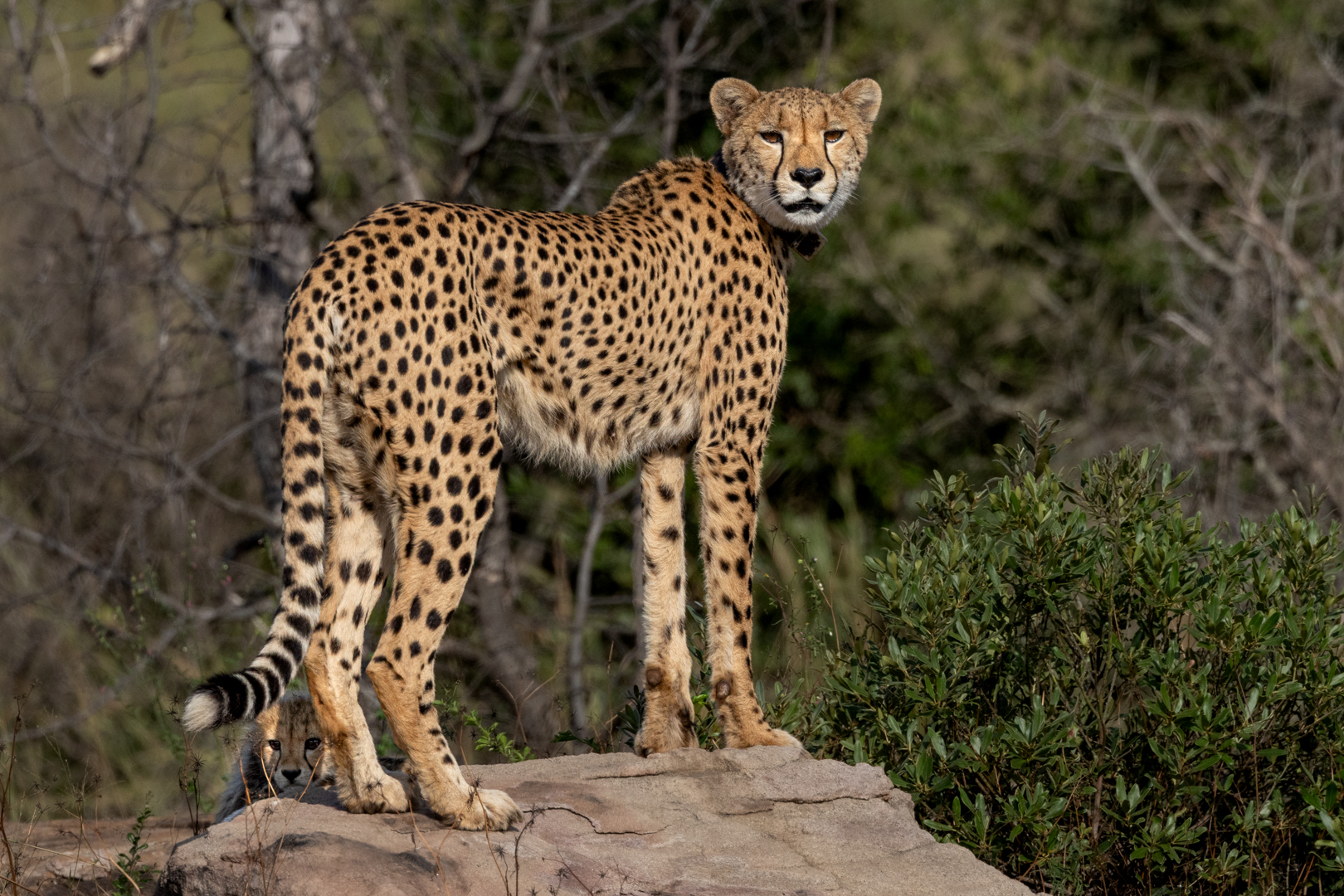 A cheetah female with her cub hiding behind her
