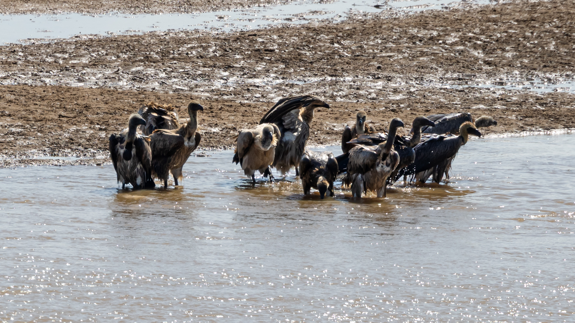 Vultures bathing in a river