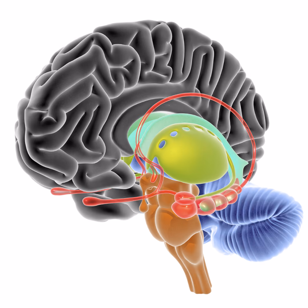 computer generated image of the brain that shows the auditory cortex