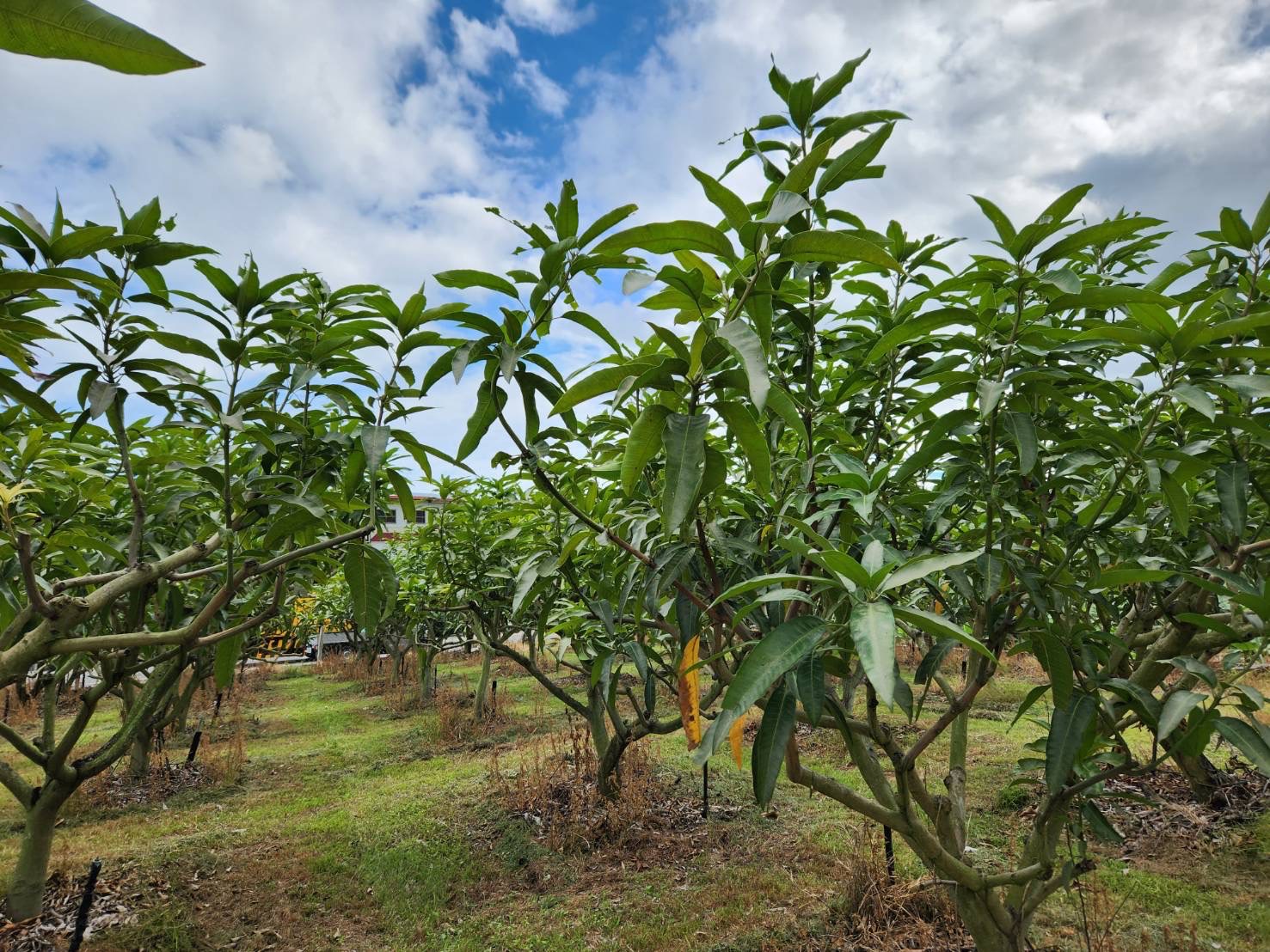 農場,芒果園,台東