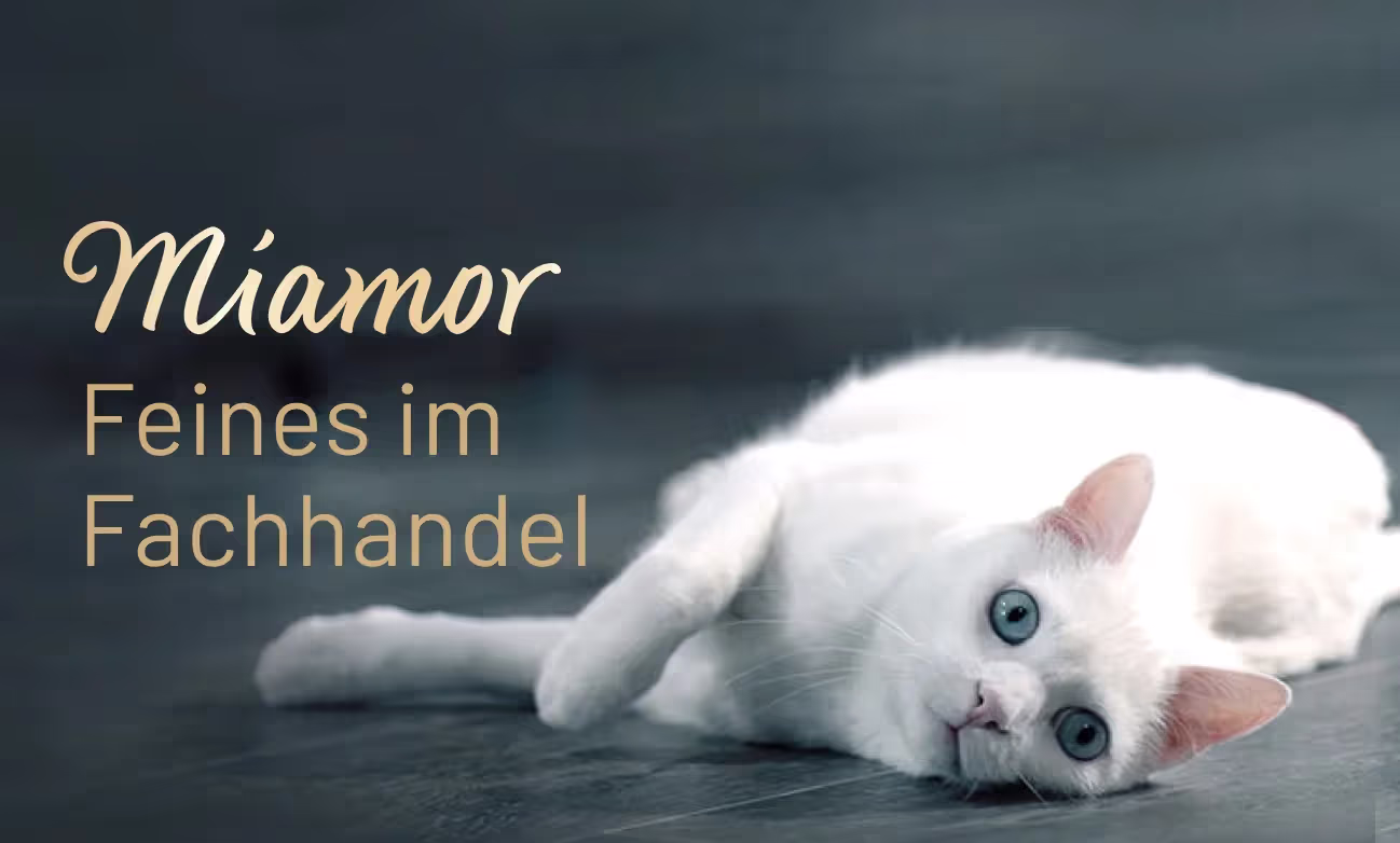 Photograph of beautiful white cat from a Miamor online advert