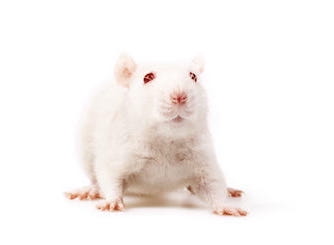 Rat models: The case of LDLR