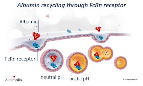 Albumin recycling