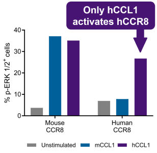 no cross-reactivity between mouse CCL1 and human CCR8
