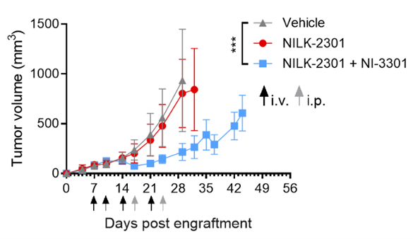 Graph of tumor volume over time showing reduced tumor growth with NILK‑2301 plus NI‑3301 compared with vehicle or NILK‑2301 alone, with dosing time points indicated.