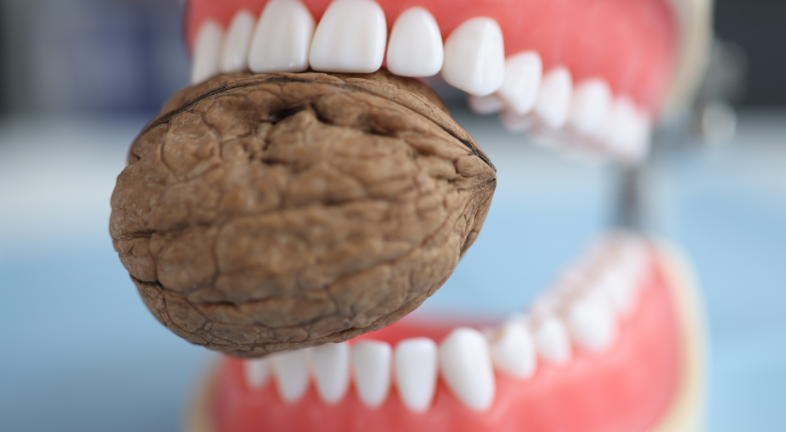 A tooth model biting a walnut 