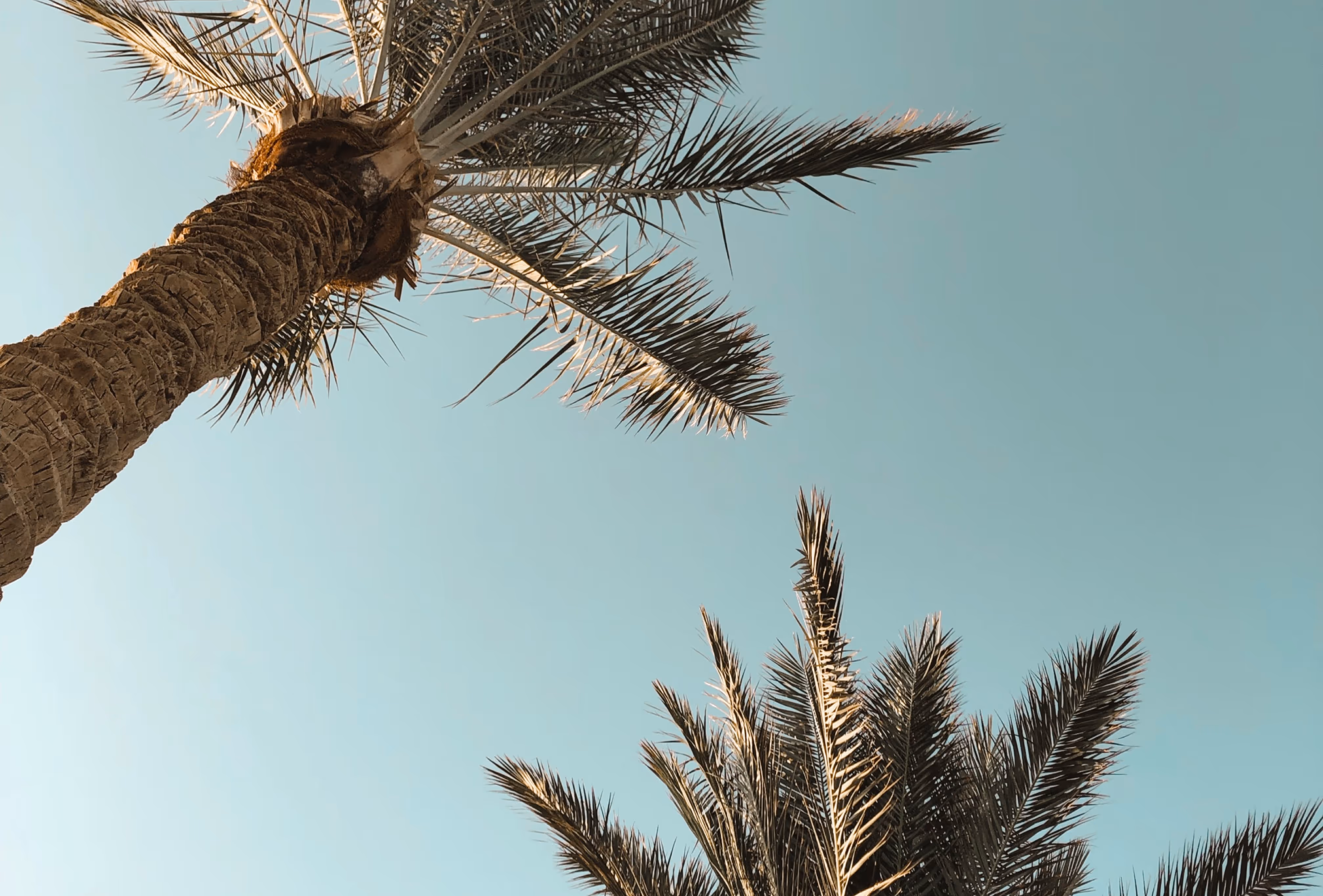 Palm trees in motion from breeze with clean blue sky over them with sense of dry pleasant summer.