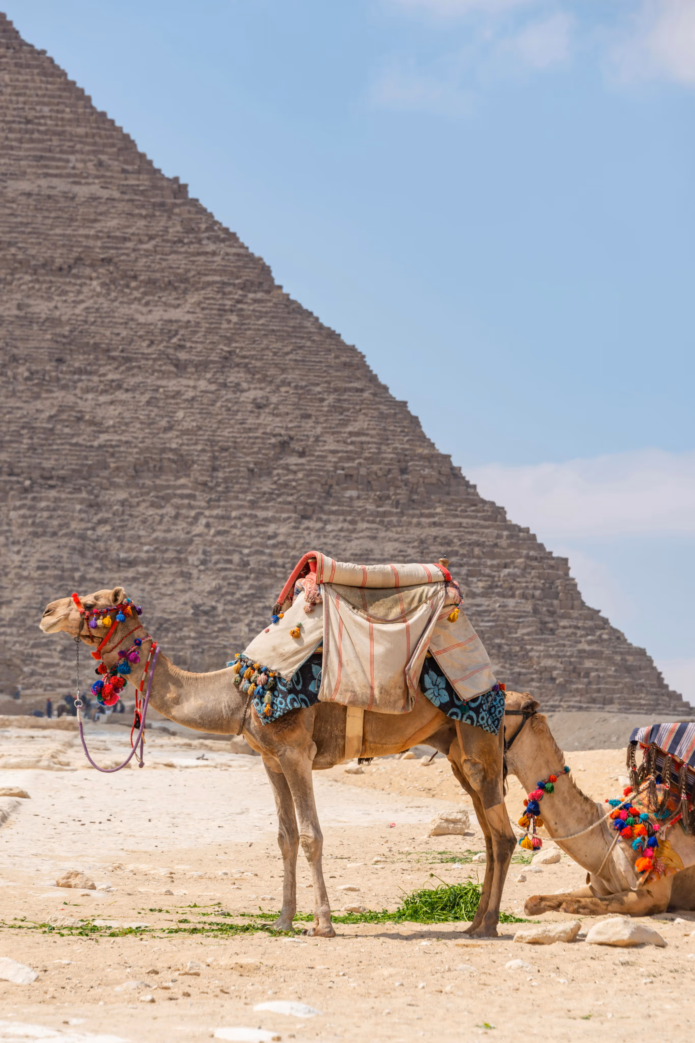 Egypt desert pyramid and camels for tourism ready.