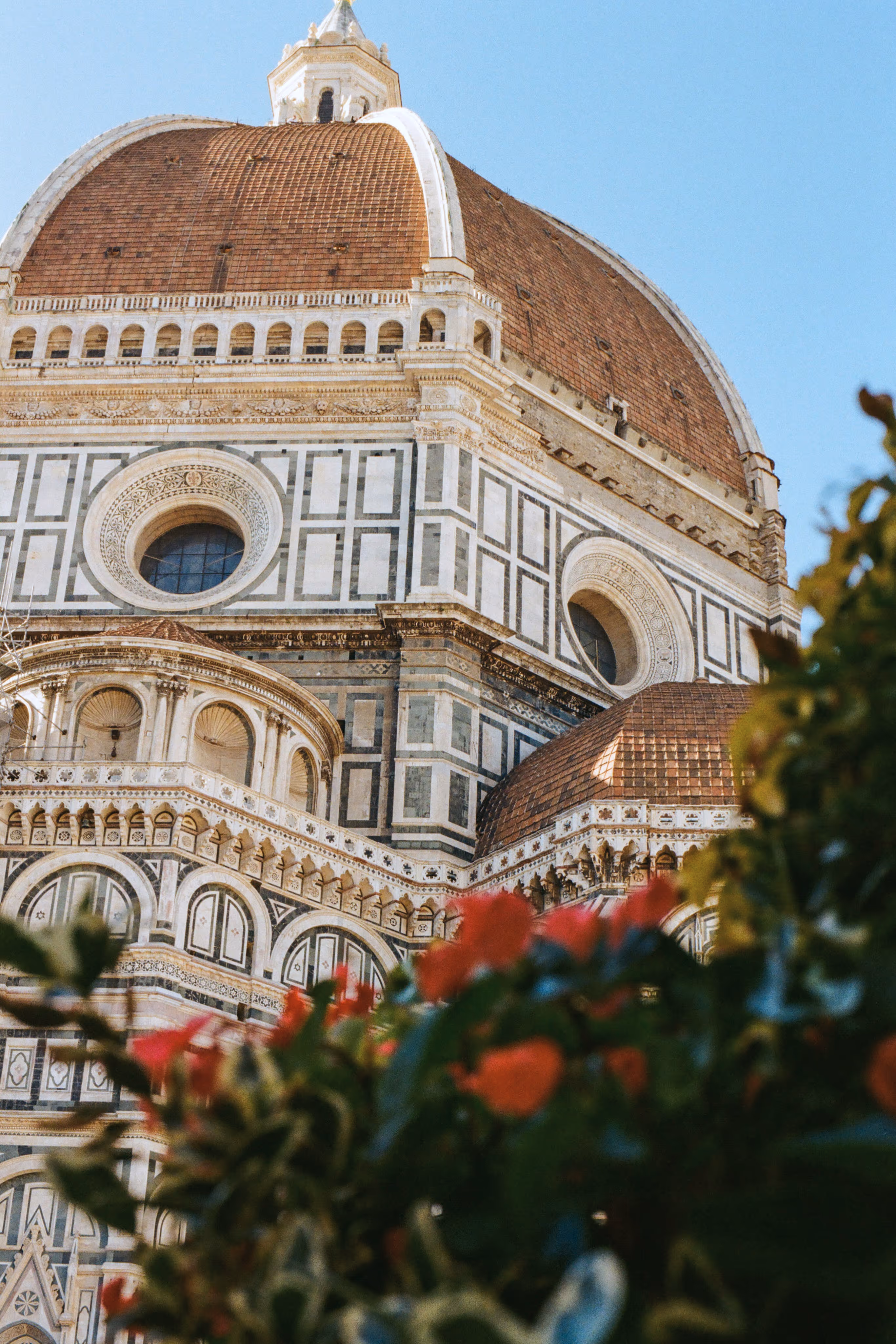 Florence Dome previewed from bottom over roses shrub during day time.
