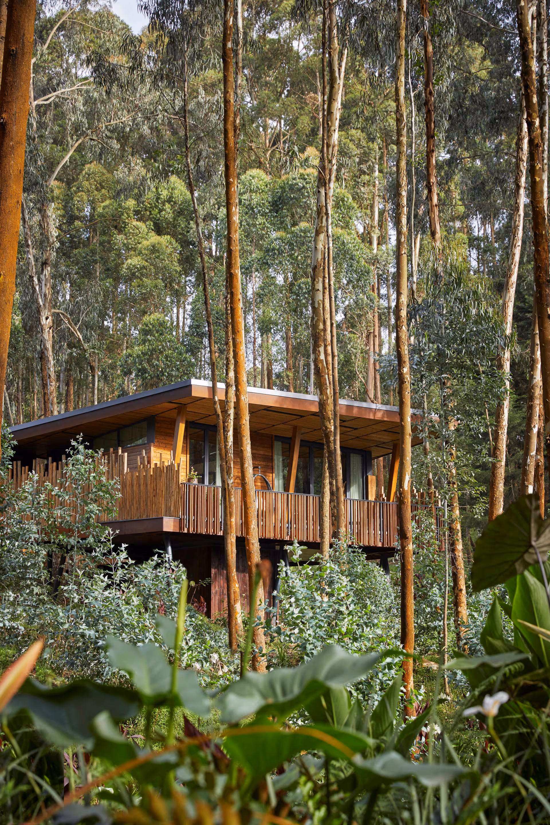 One Only Gorilla's Nest, Rewanda