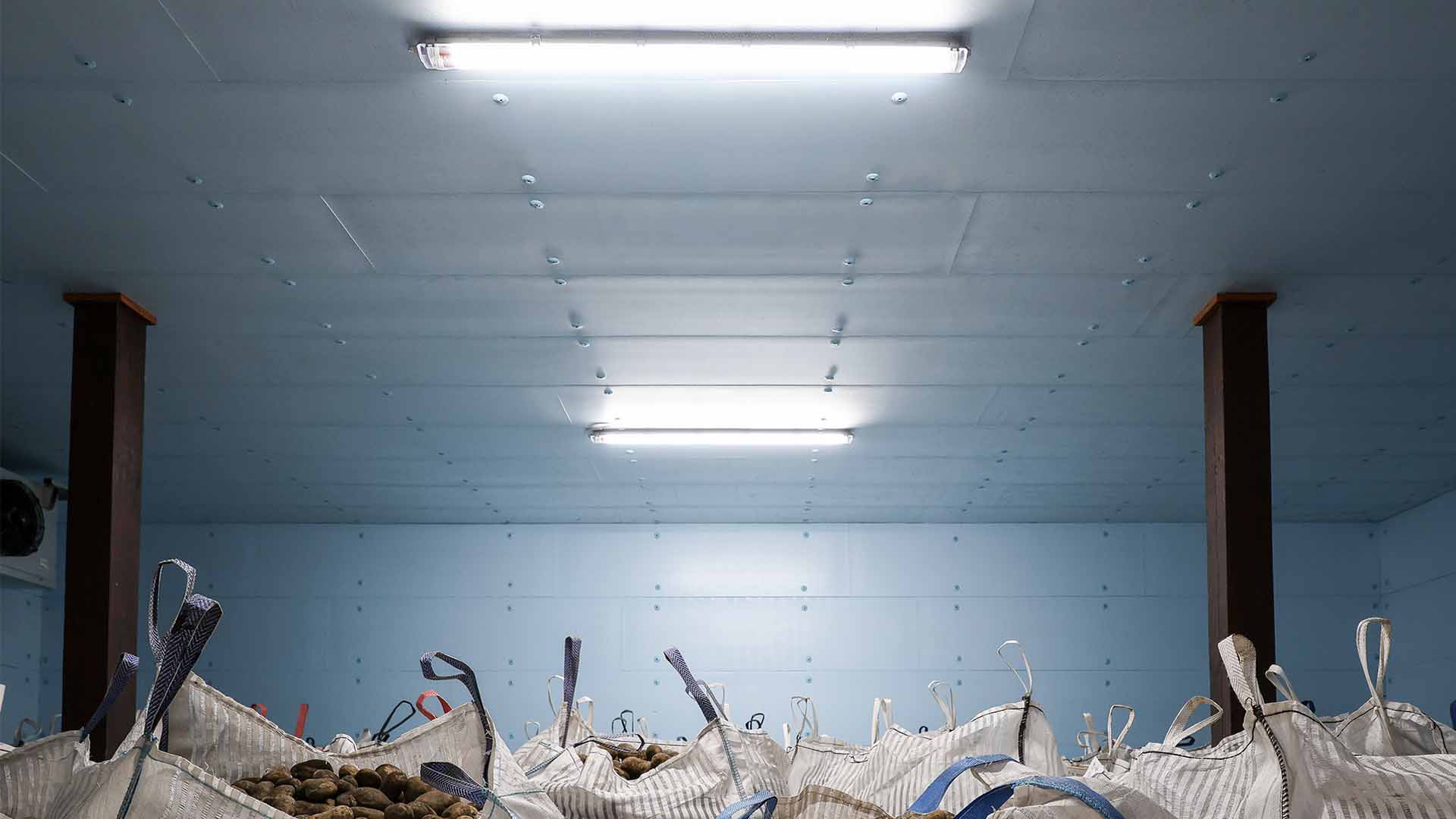 Wnętrze chłodni z docieplonym sufitem i ścianami wyłożonymi błękitnymi płytami XPS Agro.