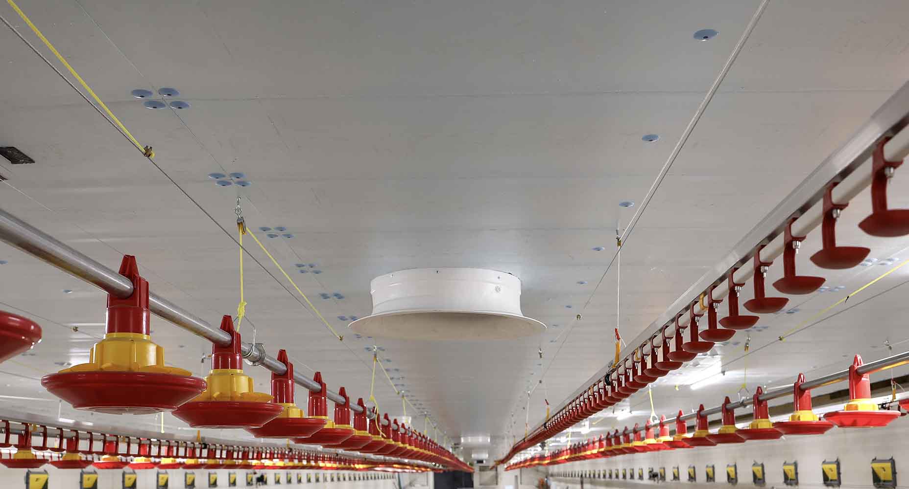 Podsufitka z błękitnych paneli izolacyjnych XPS AGRO zamocowanych do sufitu kurnika; wzdłuż biegną linie karmników i poideł. Na środku sufitu widoczny jest okrągły element wentylacyjny.