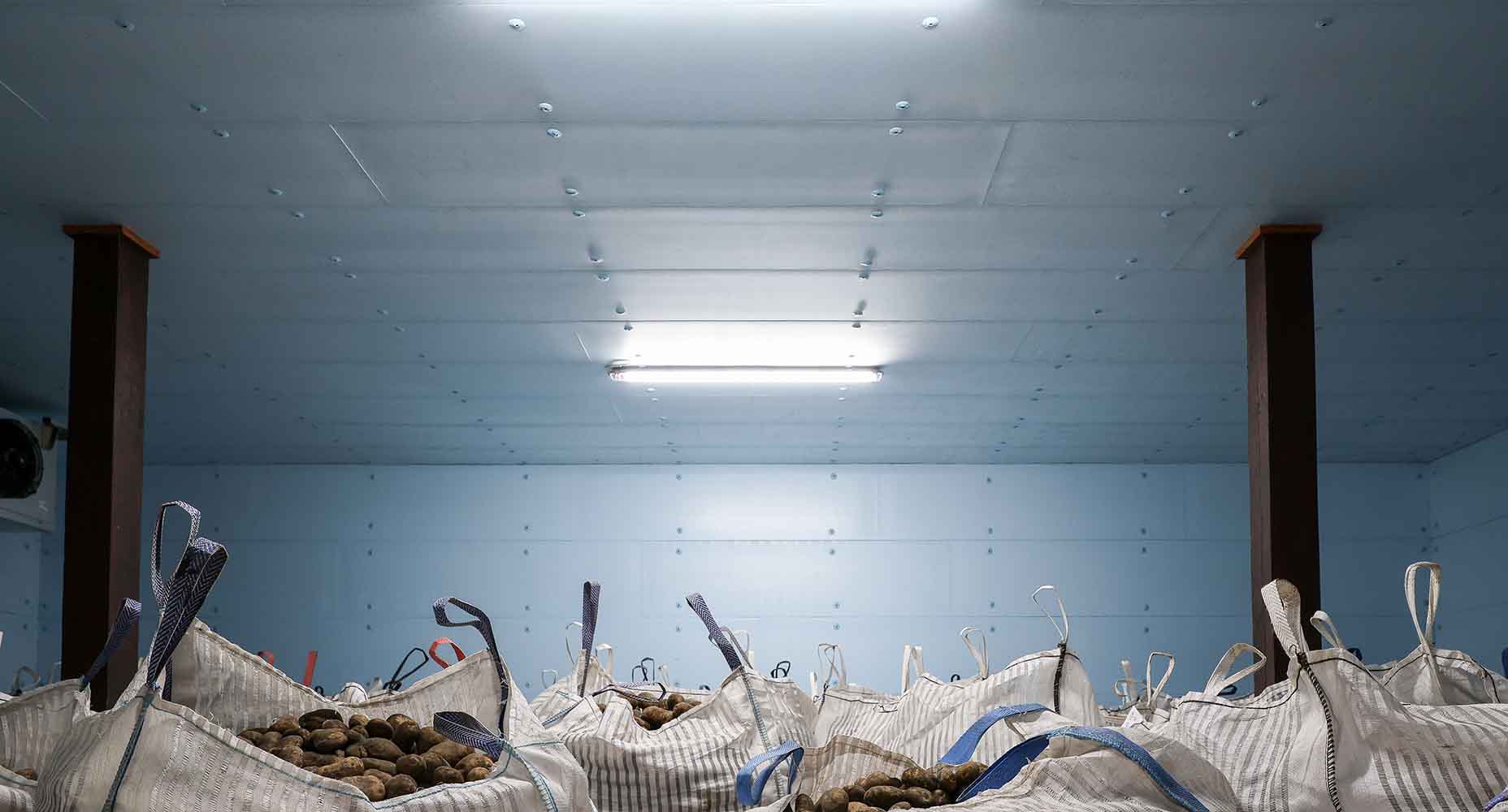 Chłodnia przechowalnia z workami pełnymi ziemniaków, oświetlona świetlówką, z błękitnymi panelami izolacyjnymi XPS AGRO na ścianach i suficie.