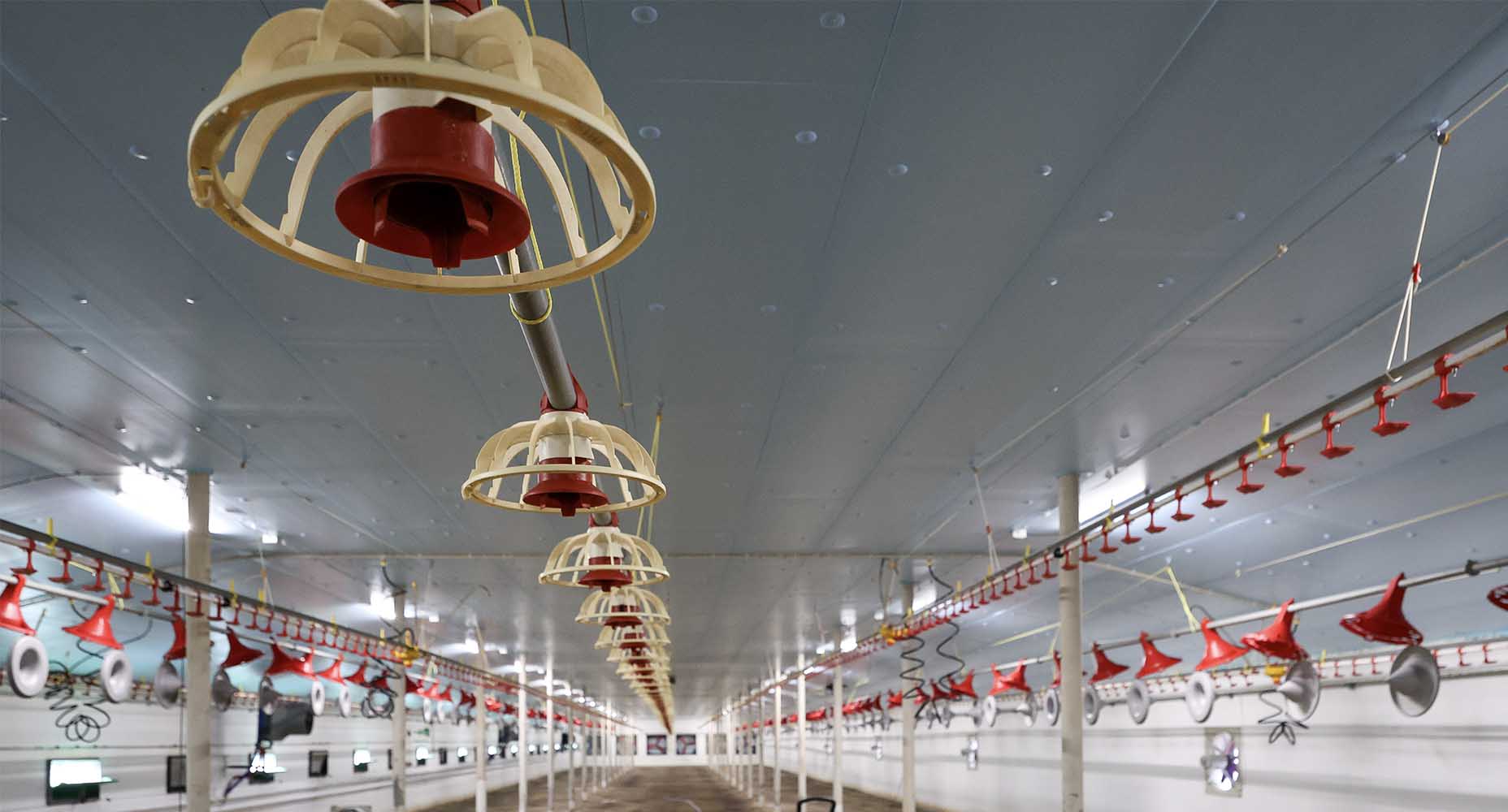 Nowoczesny kurnik brojlerowy – błękitne panele XPS AGRO jako termoizolacja dachu z rzędami automatycznych karmników i czerwonych poideł dzwonkowych wiszących poniżej.