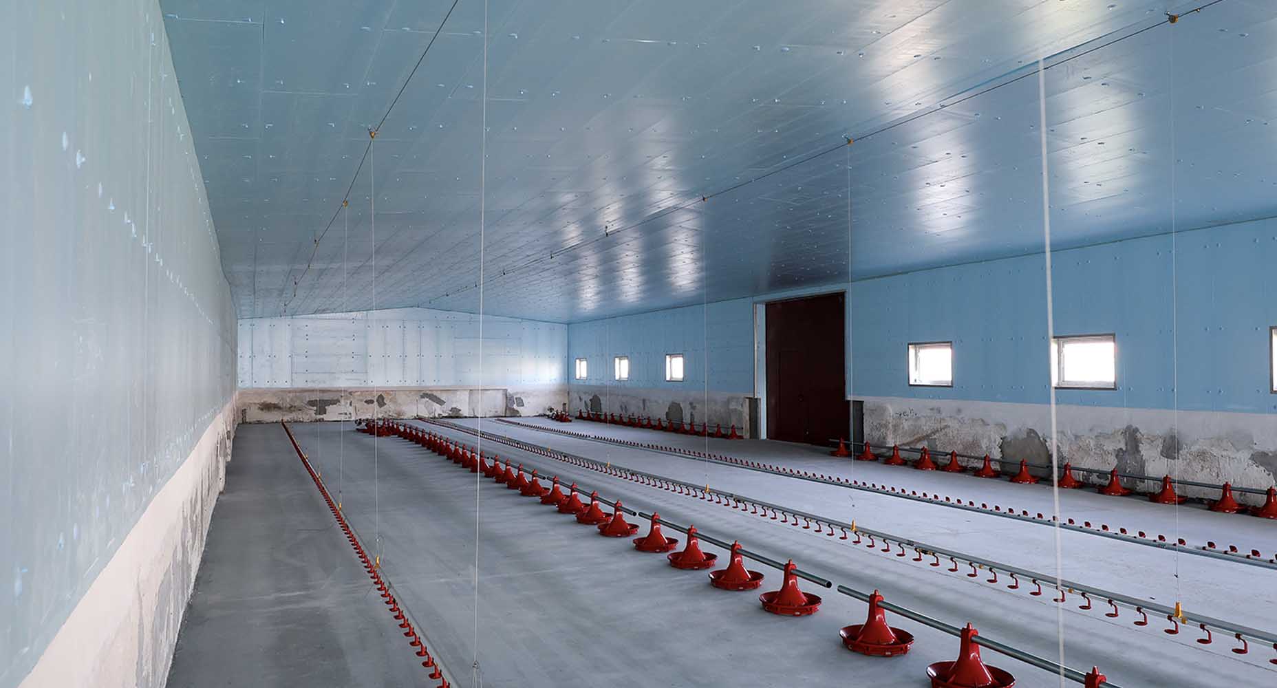 Kurnik dla brojlerów – hala z błękitną izolacją XPS AGRO na suficie i ścianach oraz automatycznym systemem karmienia z czerwonymi karmnikami.