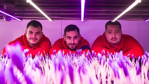 A Slovakia based company pioneering the production of saffron indoors