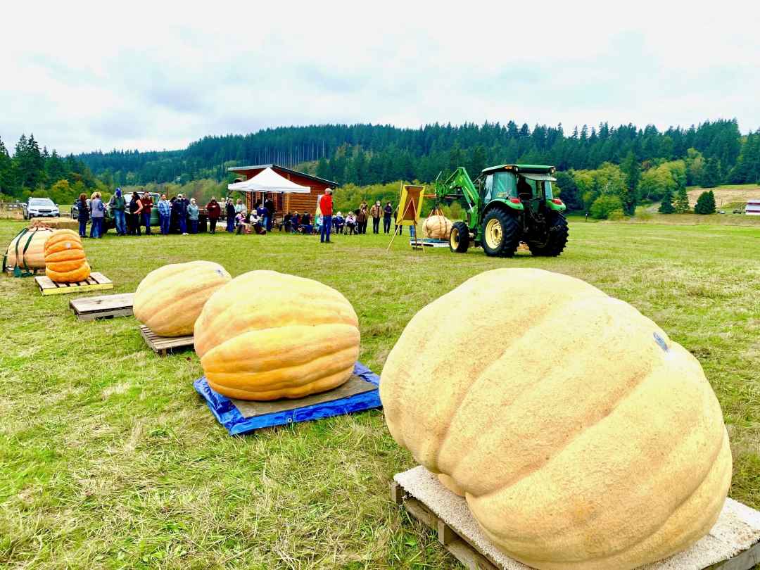 5 large pumpkins are in placed to be judged for largest pumpkin1