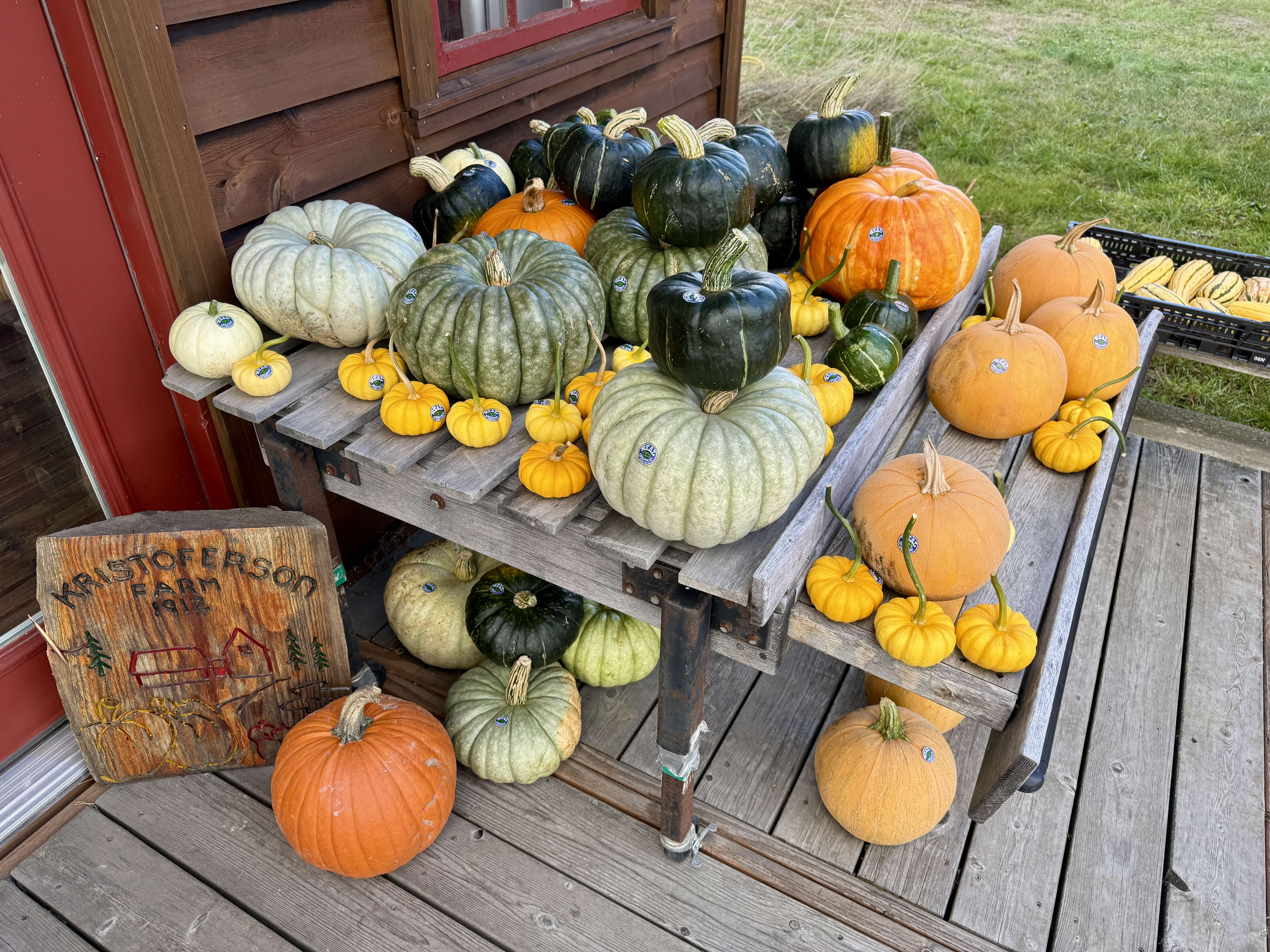 Colorful display of farm-grown organic pumpkins and winter squash in shades of orange, yellow, green, and blue-gray on wooden tables outside the Kristoferson Farm Stand on Camano Island, Washington.
